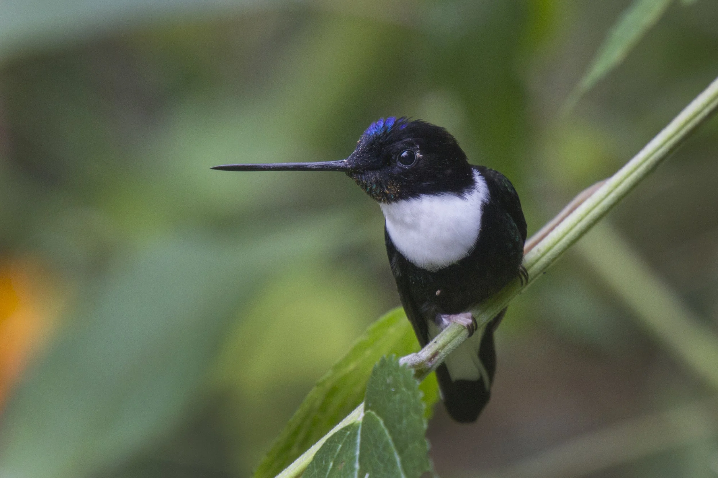 Collared inca