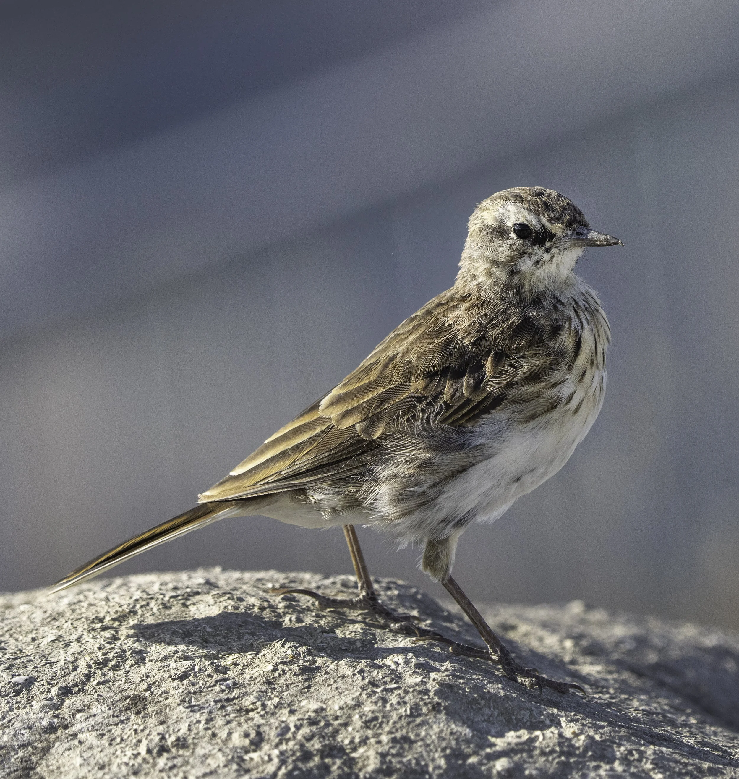 New Zealand Pipit