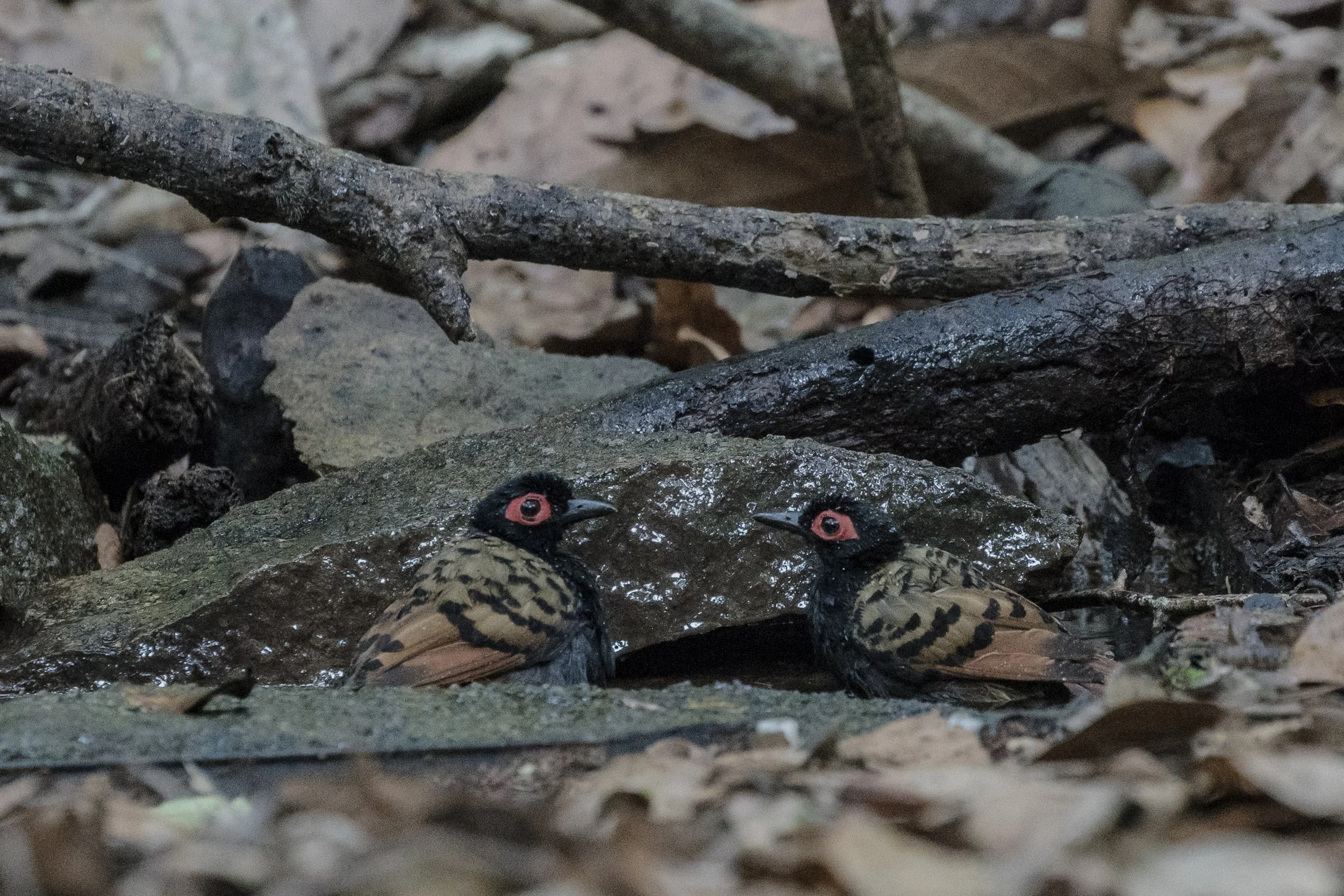 Black Spotted Bare Eye