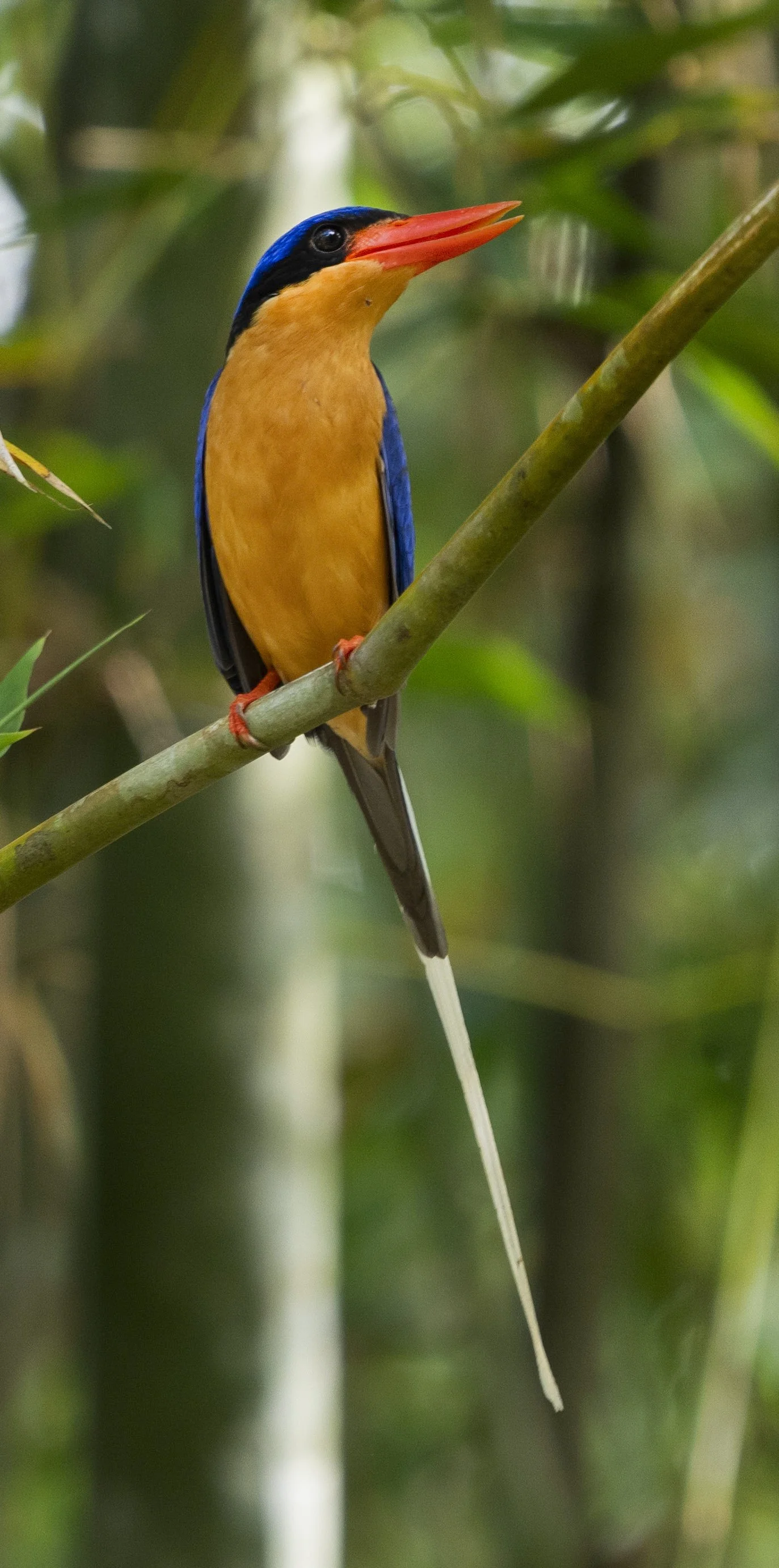 Buff Breasted Paradise Kingfisher