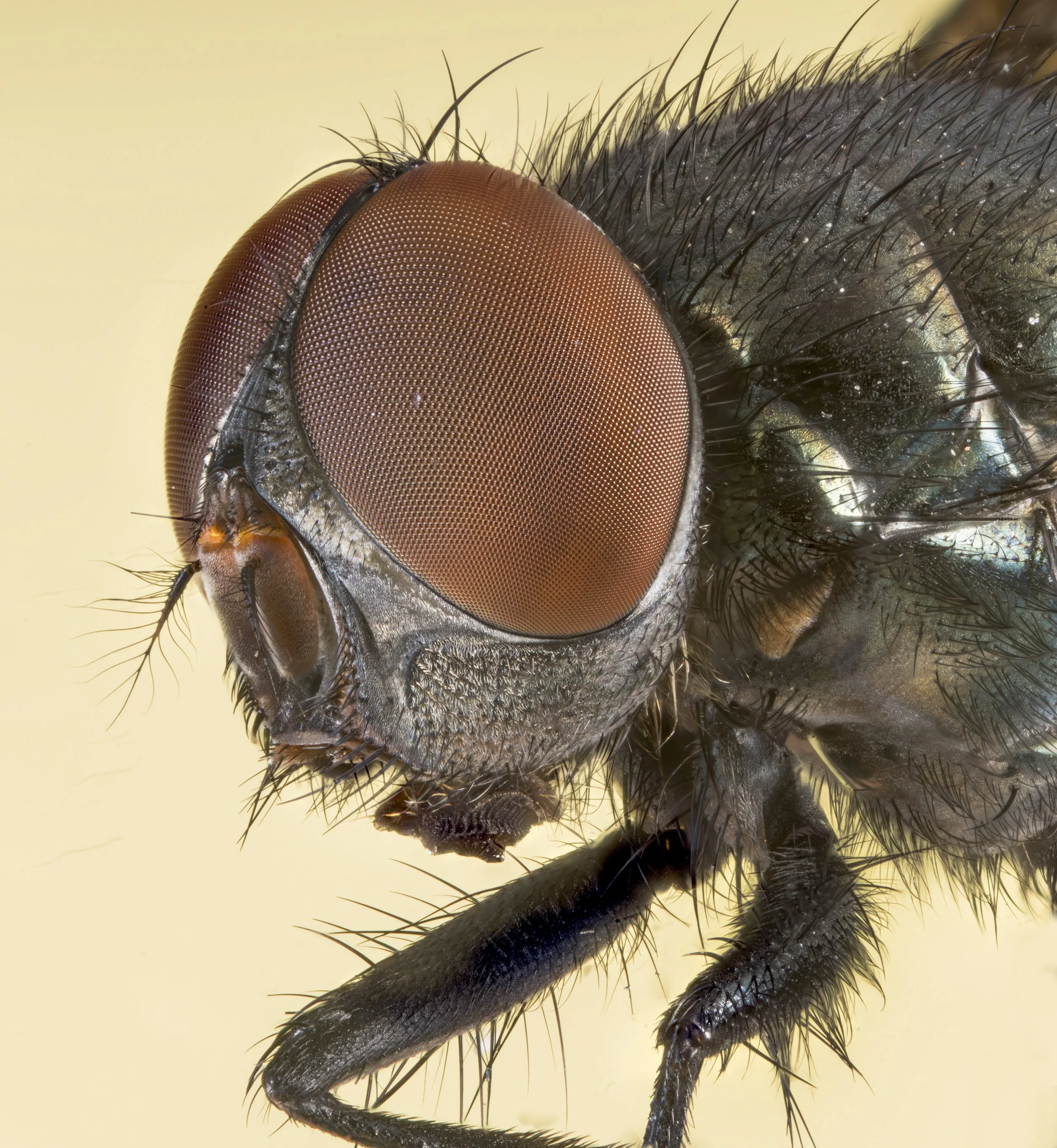 Fly_1.jpg