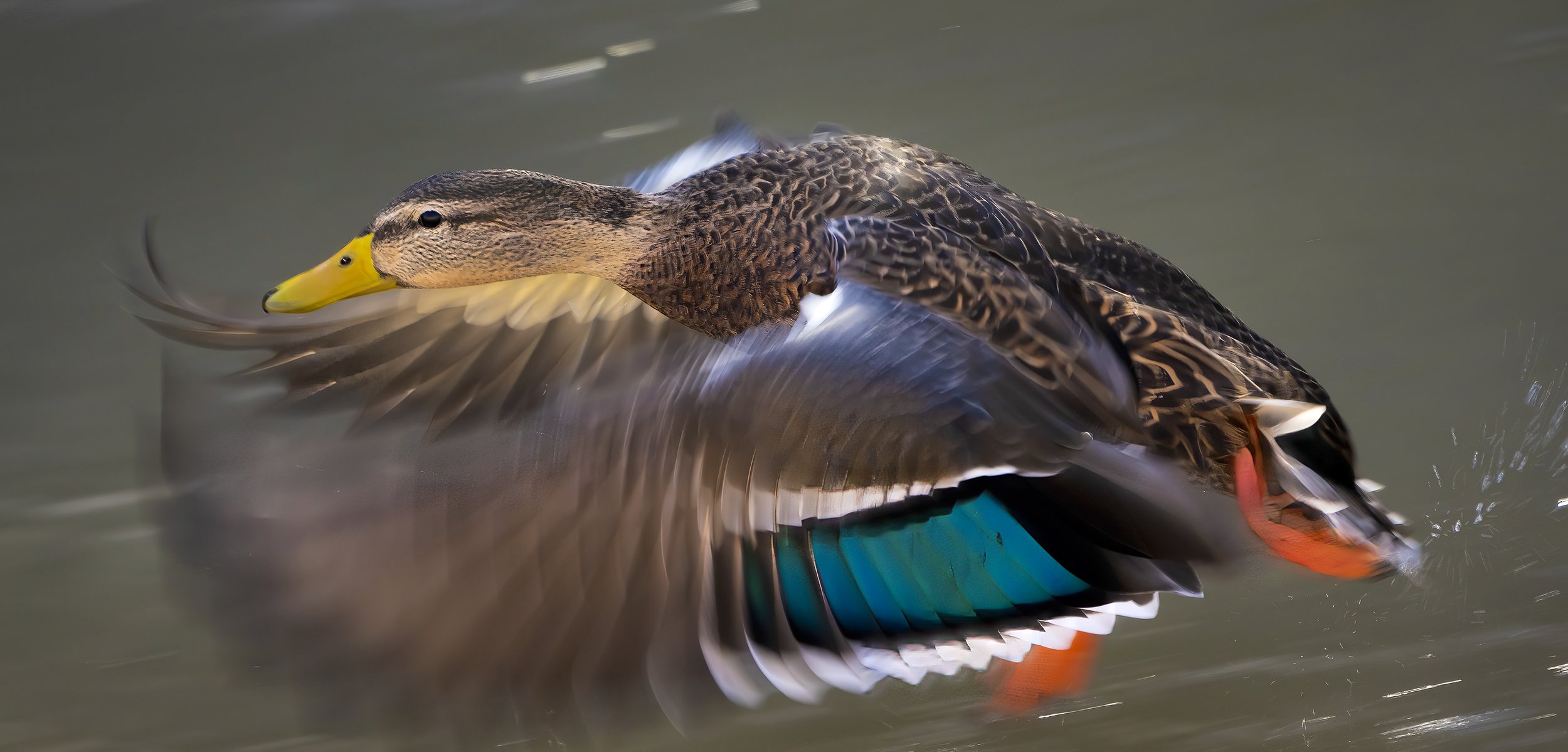 Mexican Duck