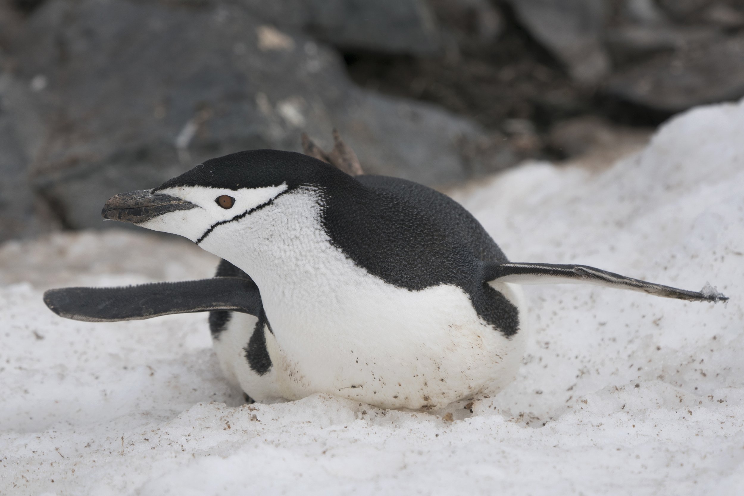 Chinstrap Penguin