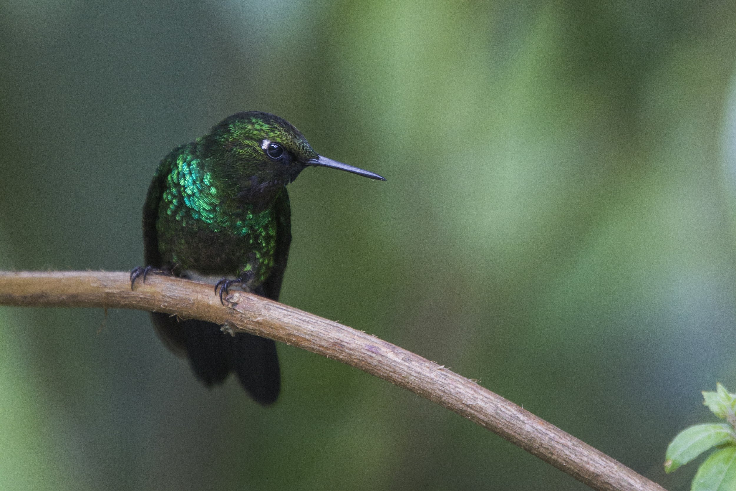 Tourmaline Sunangel