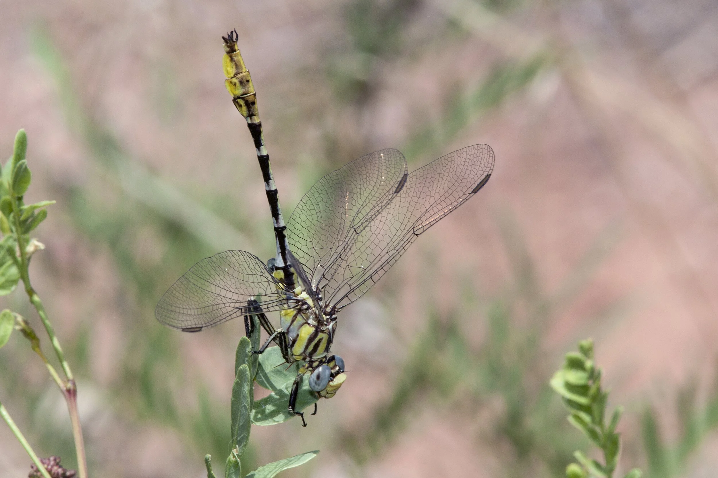 Sulphur Tipped Clubtail (Gomphus militaris)_IMG_3146.jpg