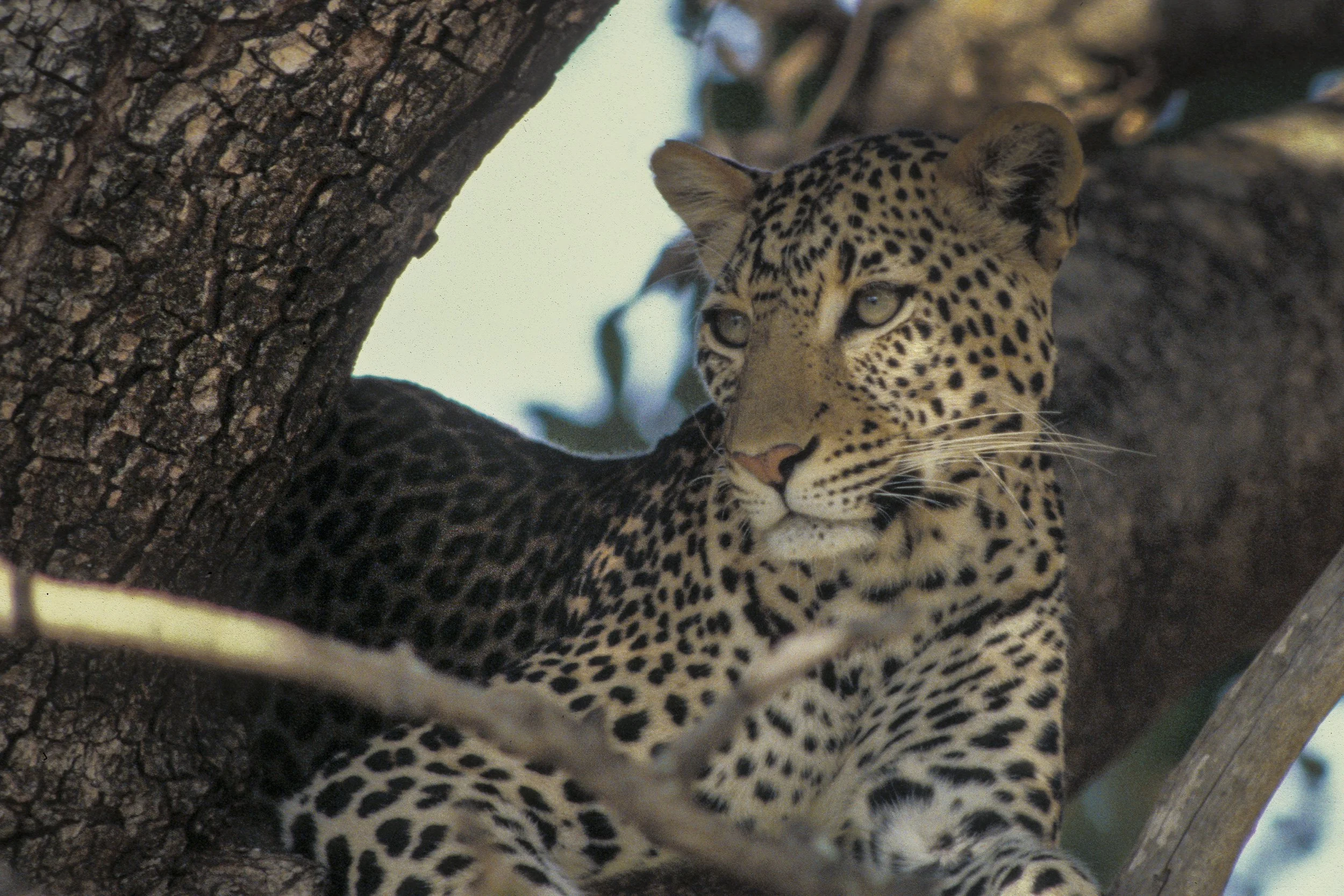 Leopard, Kenya