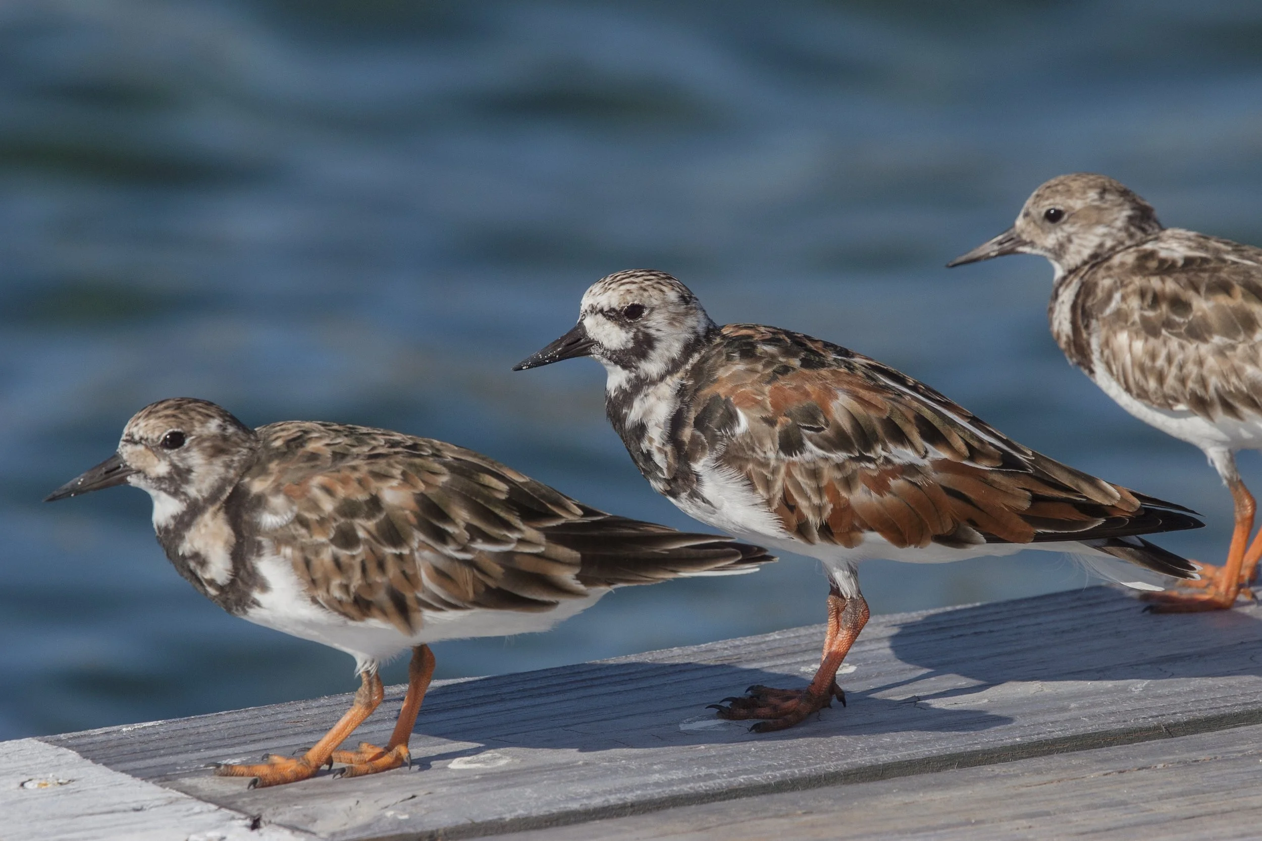 Ruddy Turnstone
