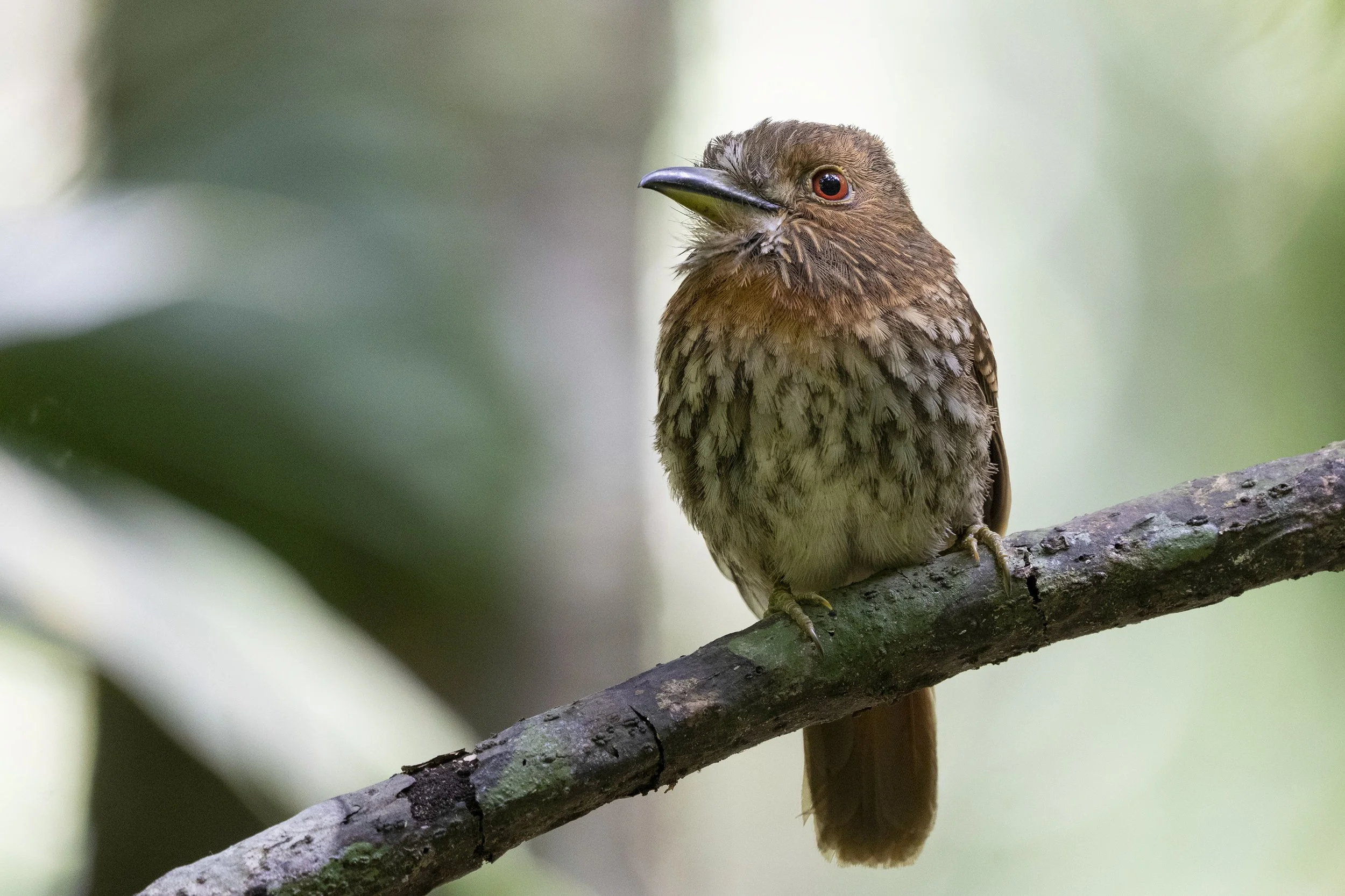 White Whiskered Puffbird