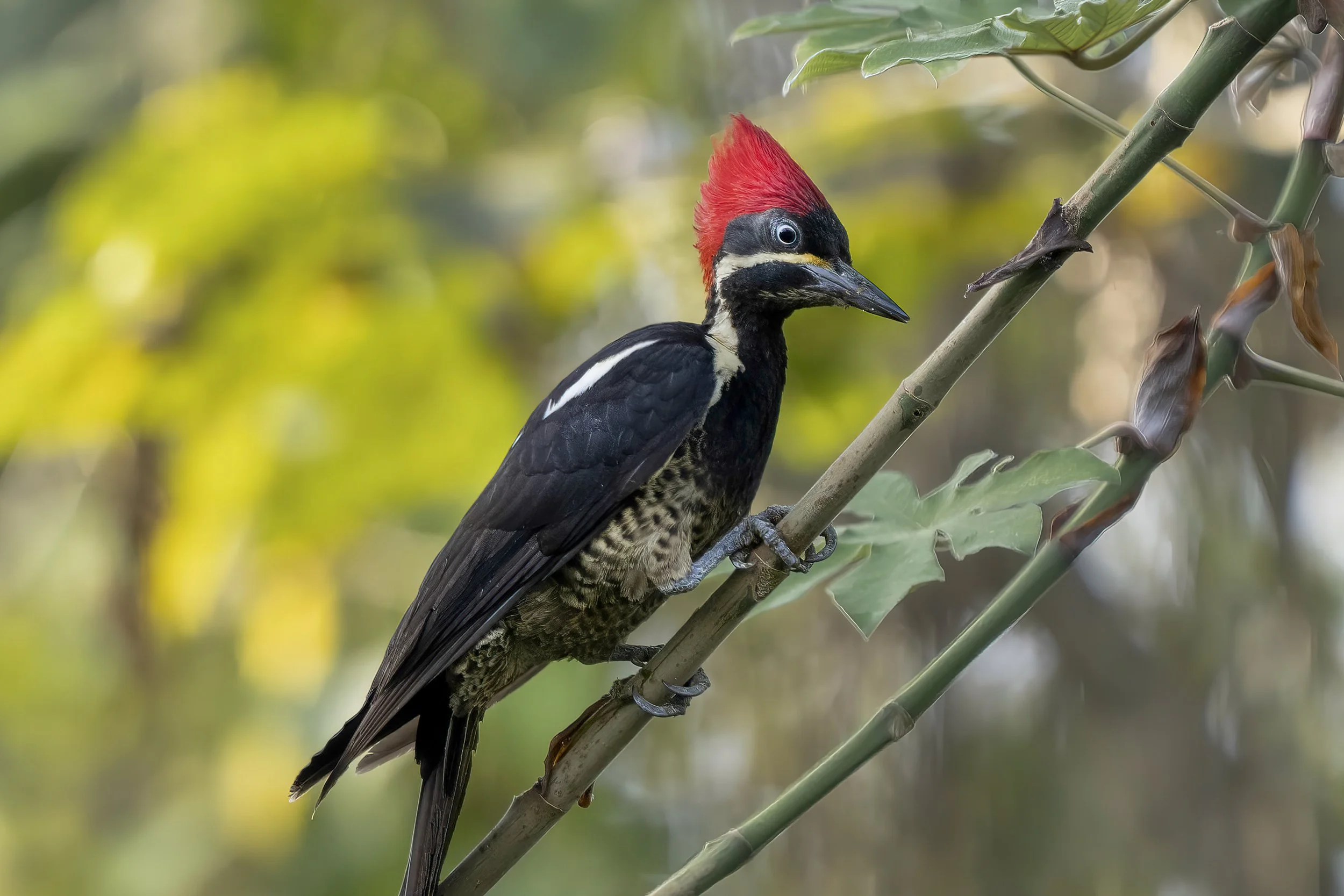 ineated Woodpecker