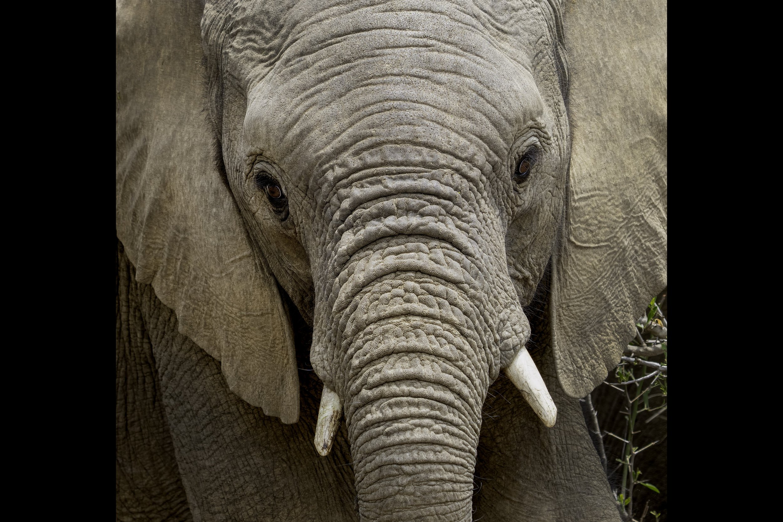 African Elephant