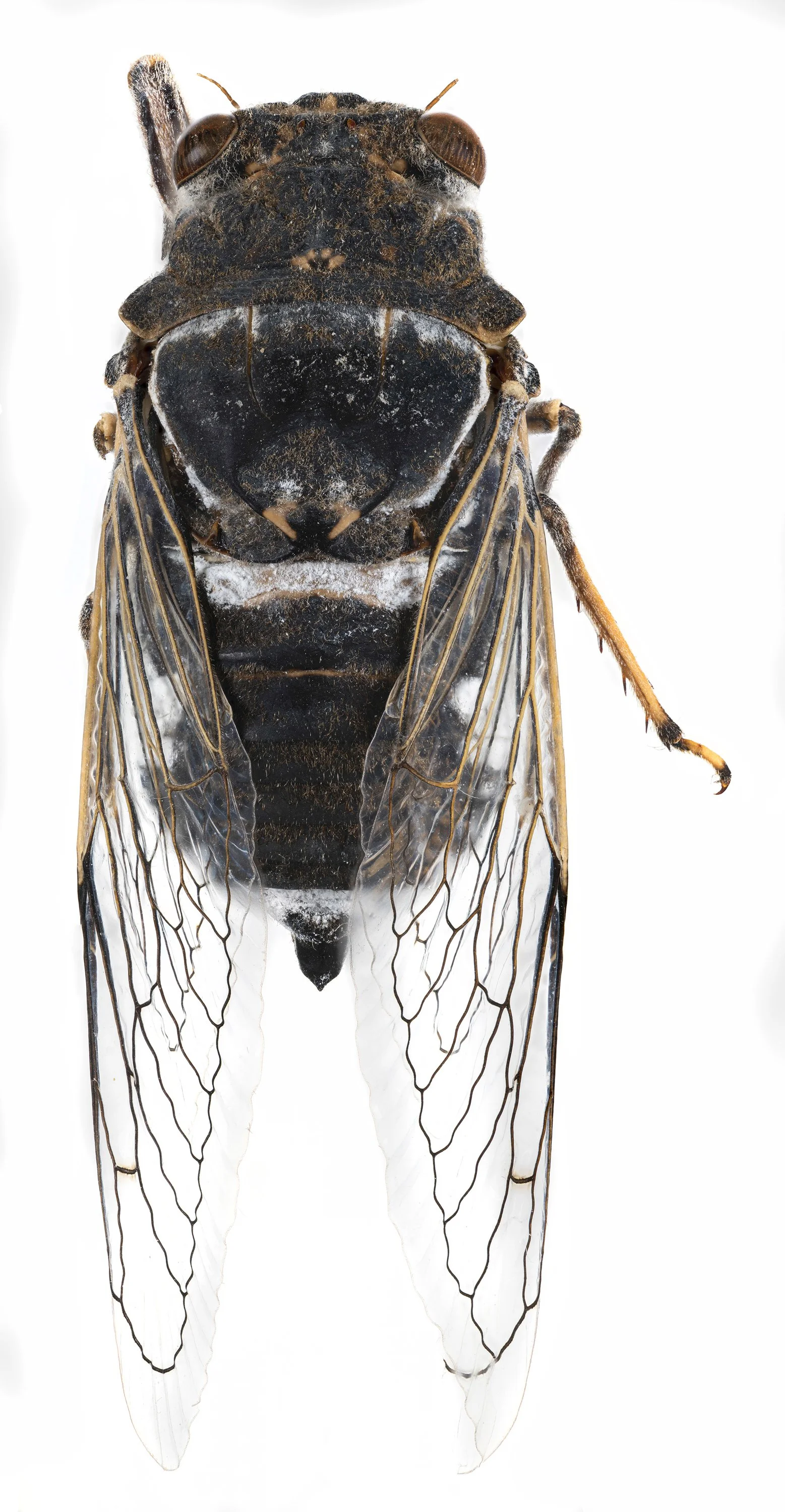 Cicada_1.jpg