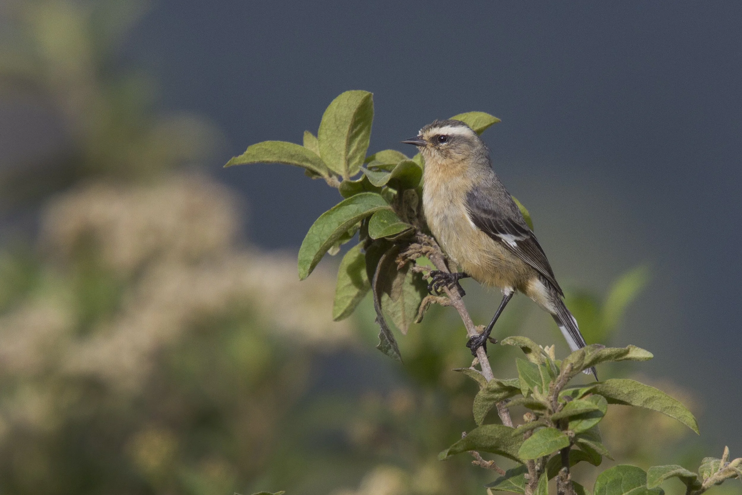 Cinereous Conebill