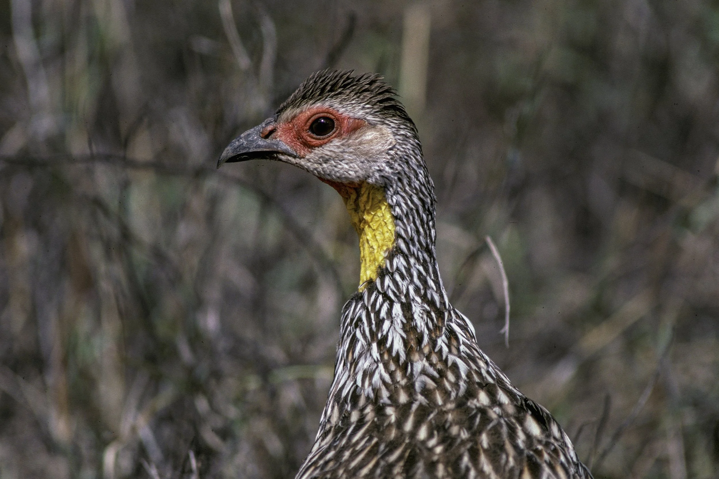 Yellow Necked Spurfowl