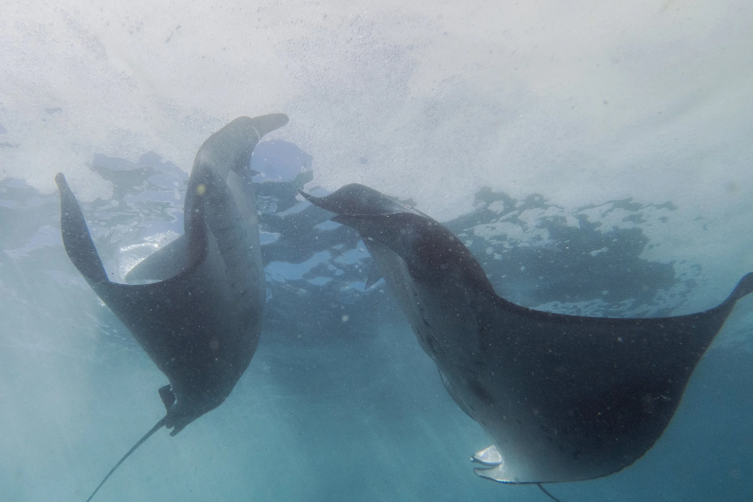 Komodo_DSC04117.jpg
