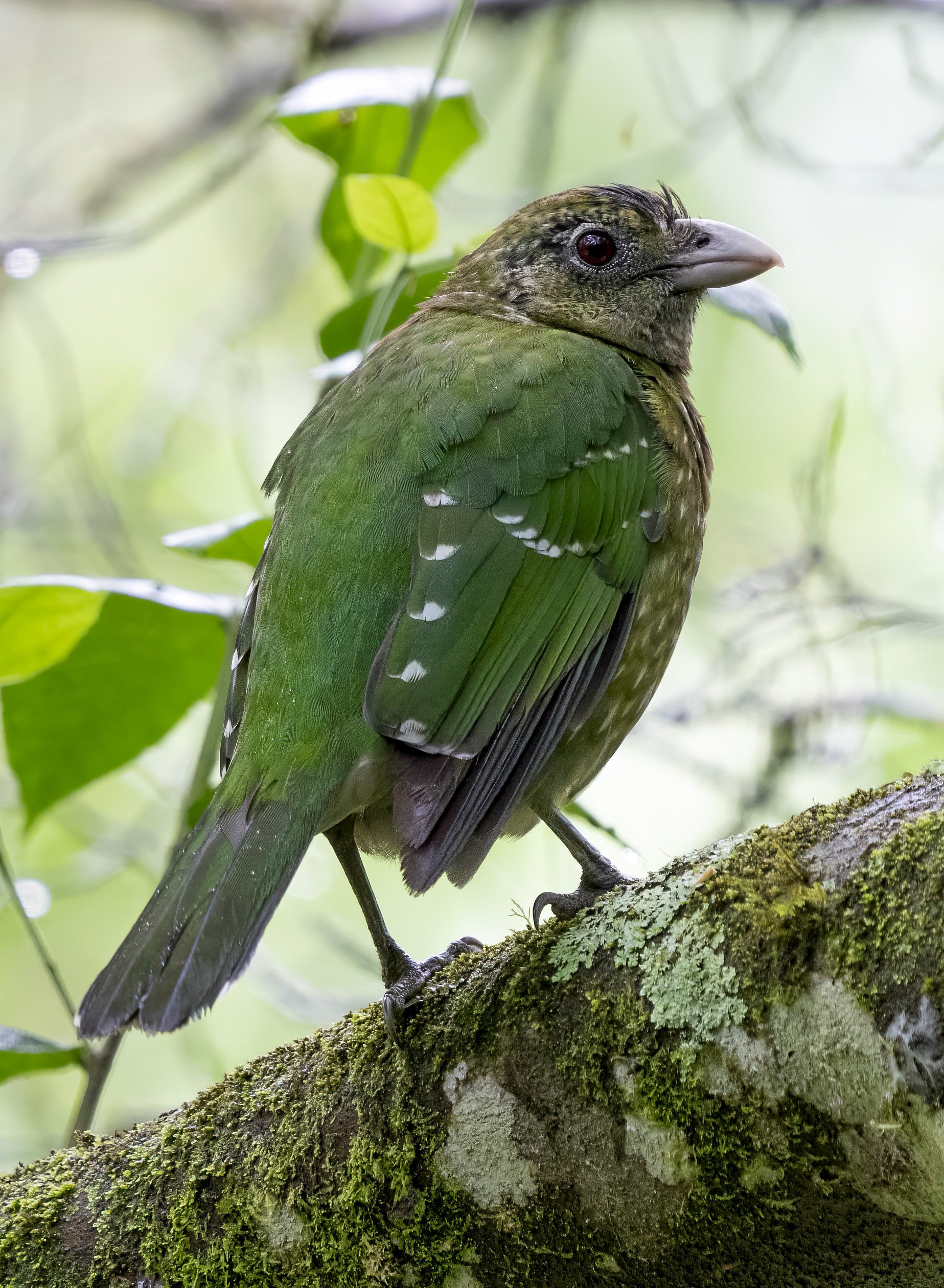 Green Catbird