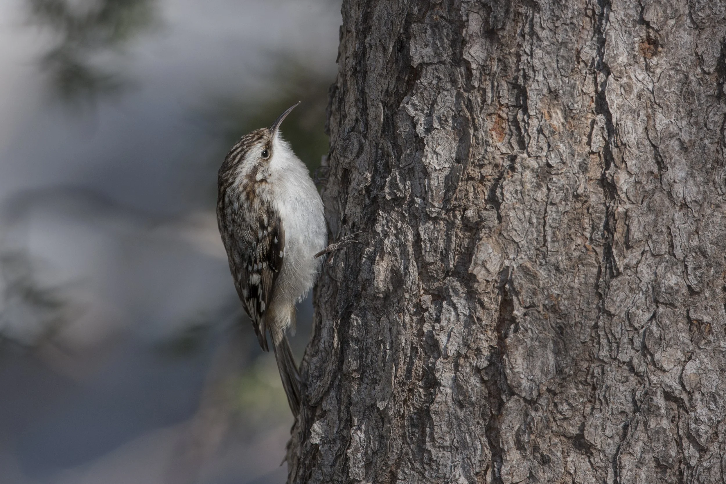 Brown Creeper