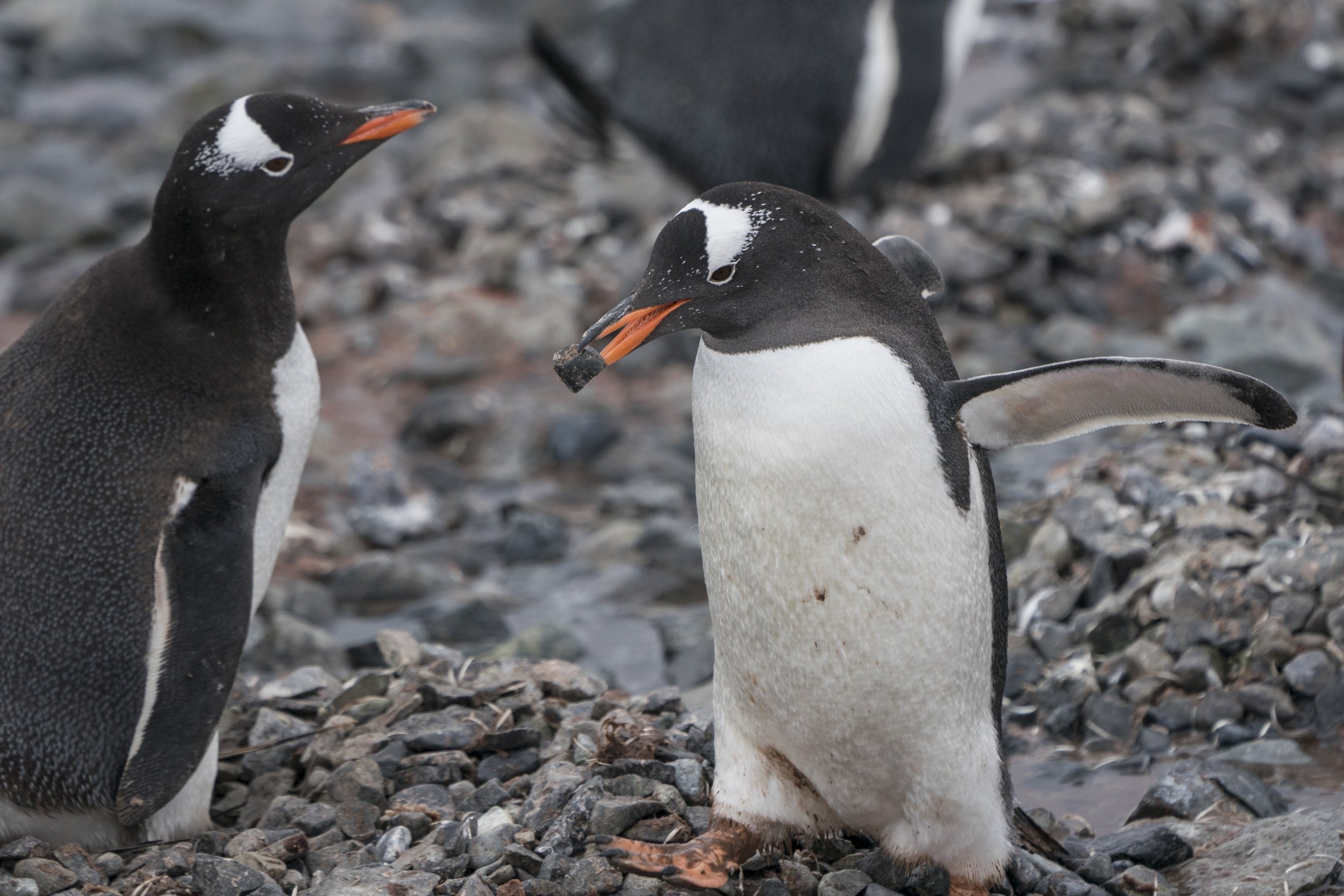 Gentoo Penguin