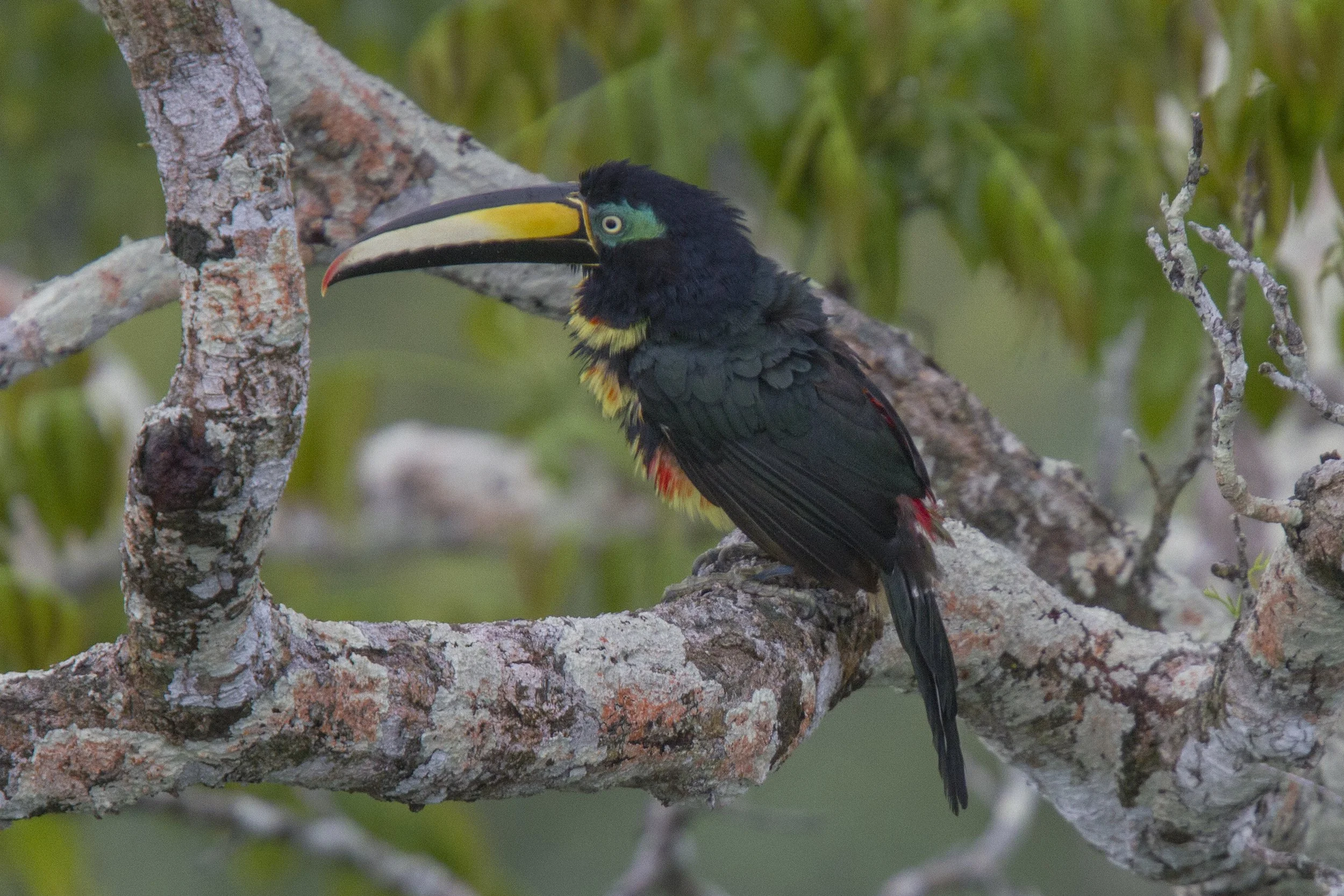 Many Banded Aracari 