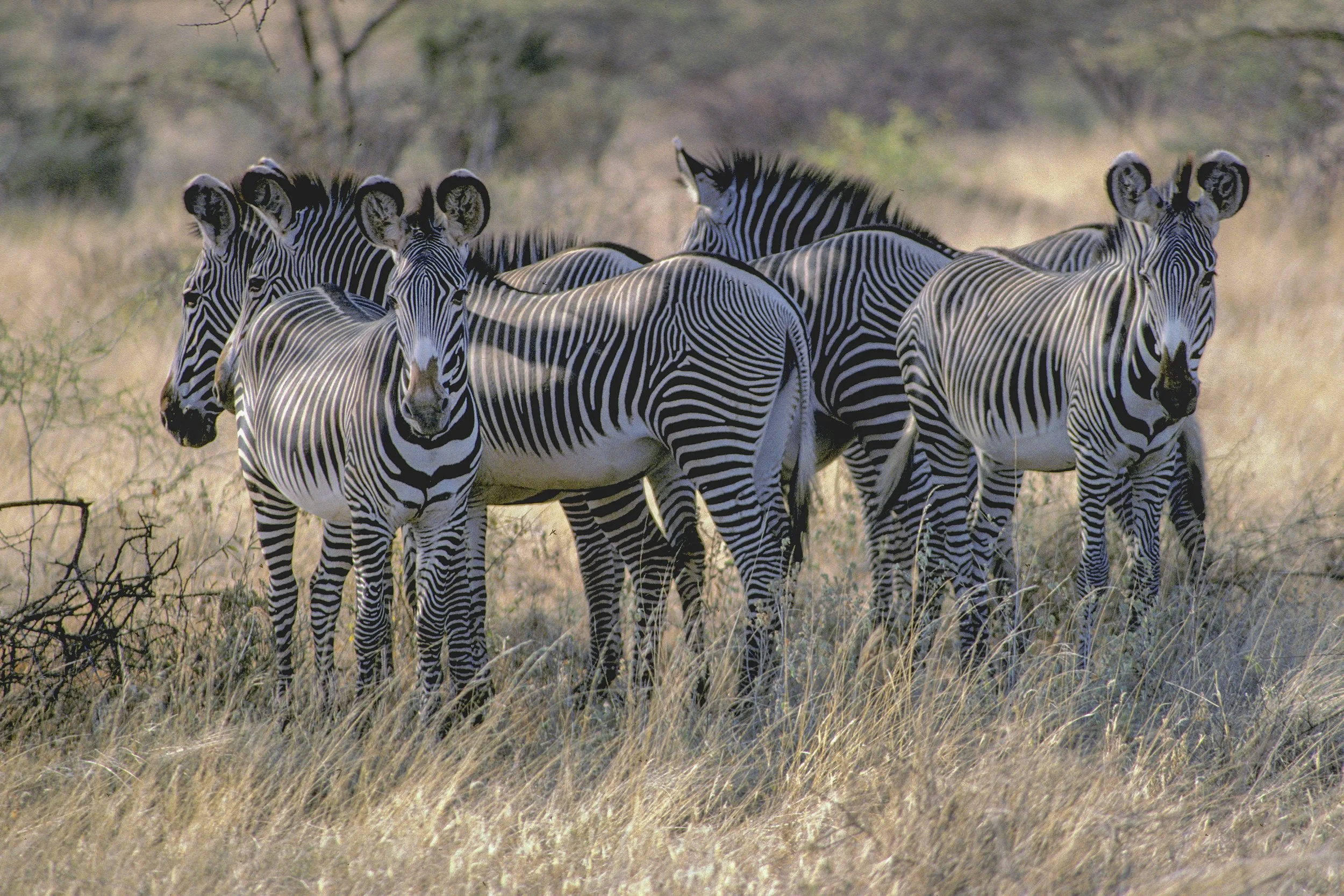 Grevy's Zebra, Kenya