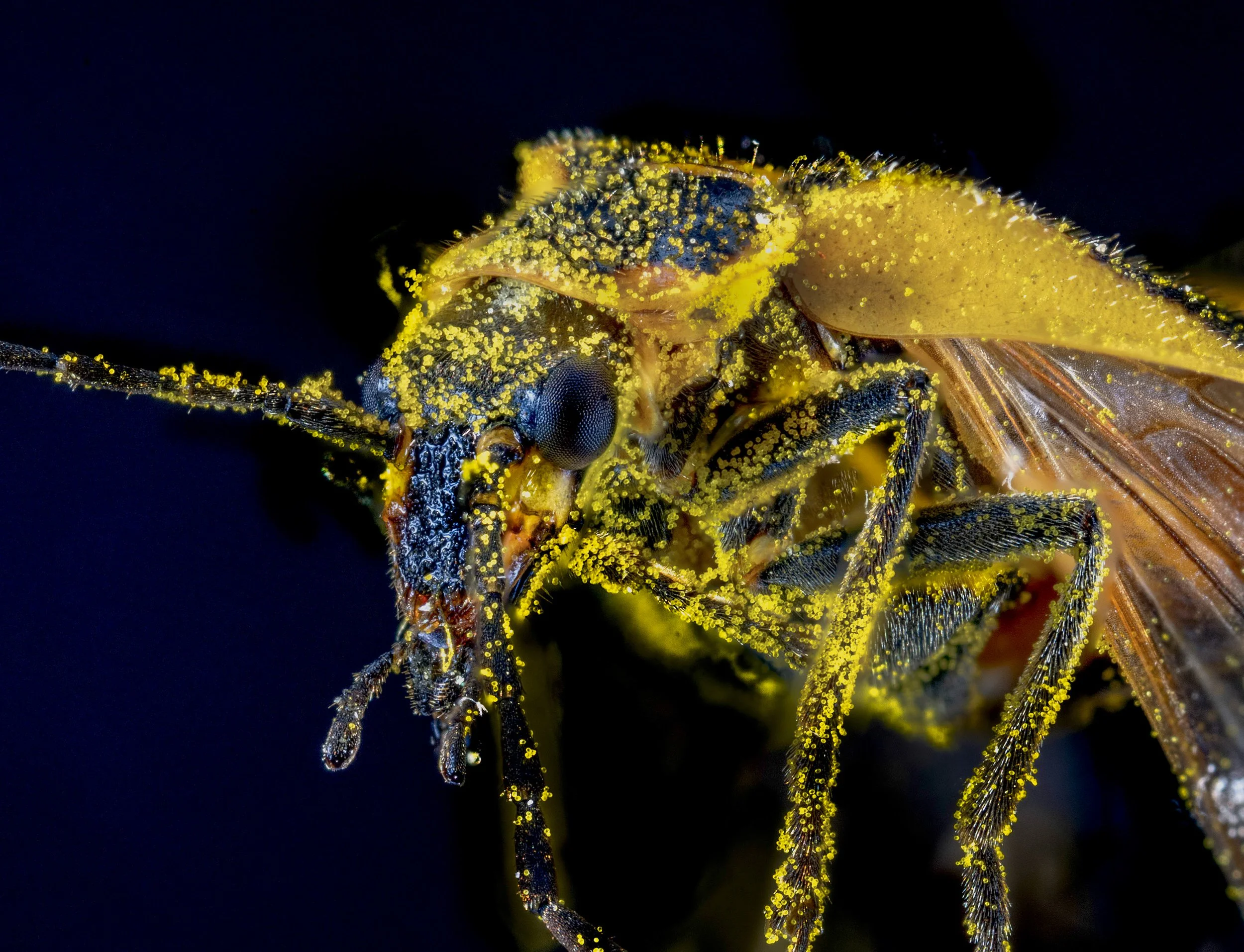 Soldier_Beetle_1.jpg