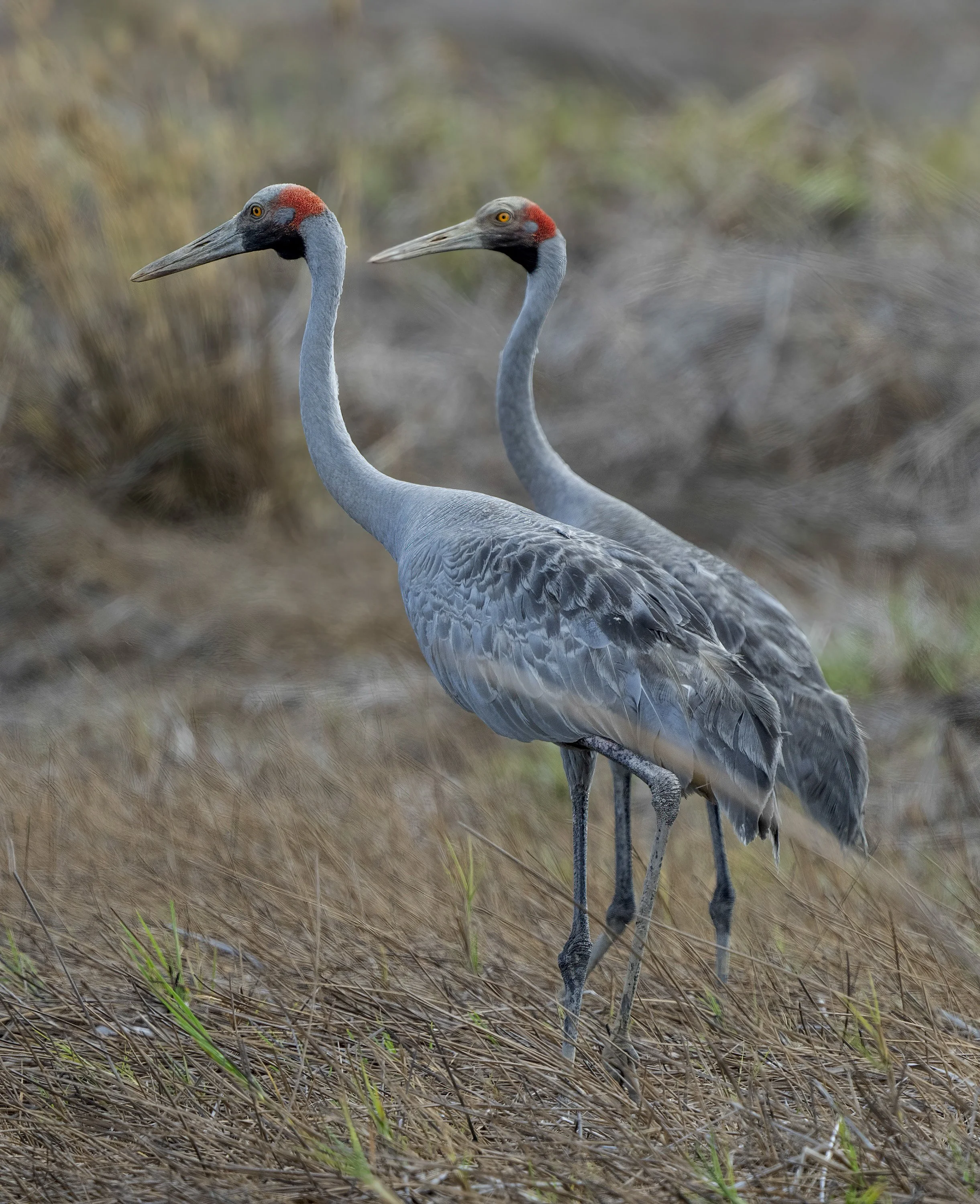 Brolga
