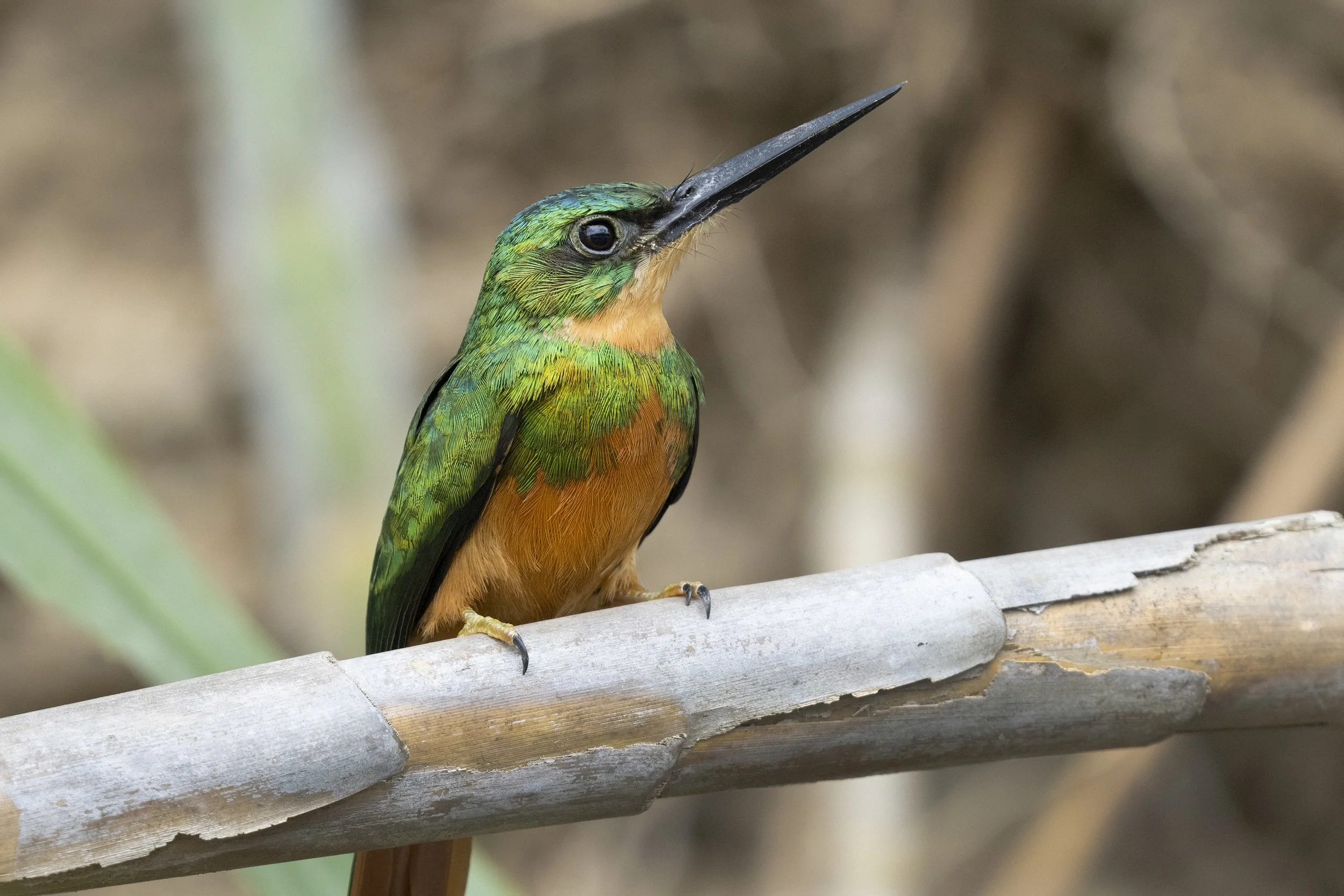 Rufous Tailed Jacamar