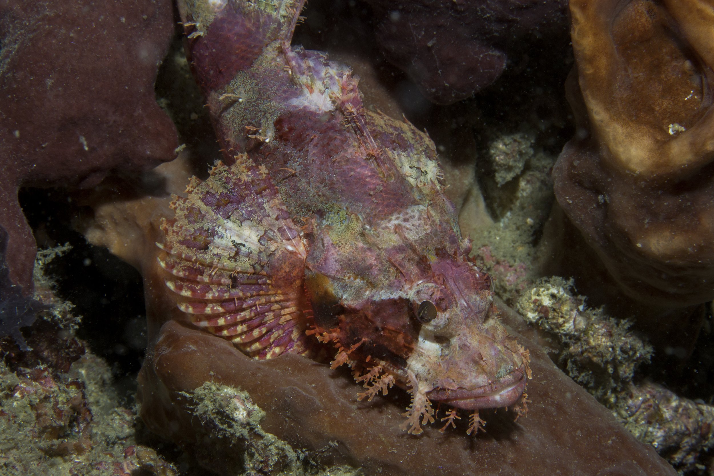 Lembeh_IMG_0394.jpg