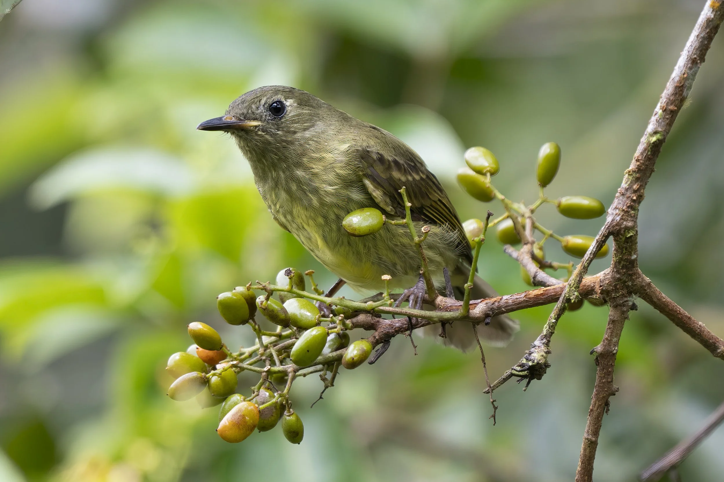  Olive Striped Flycatcher