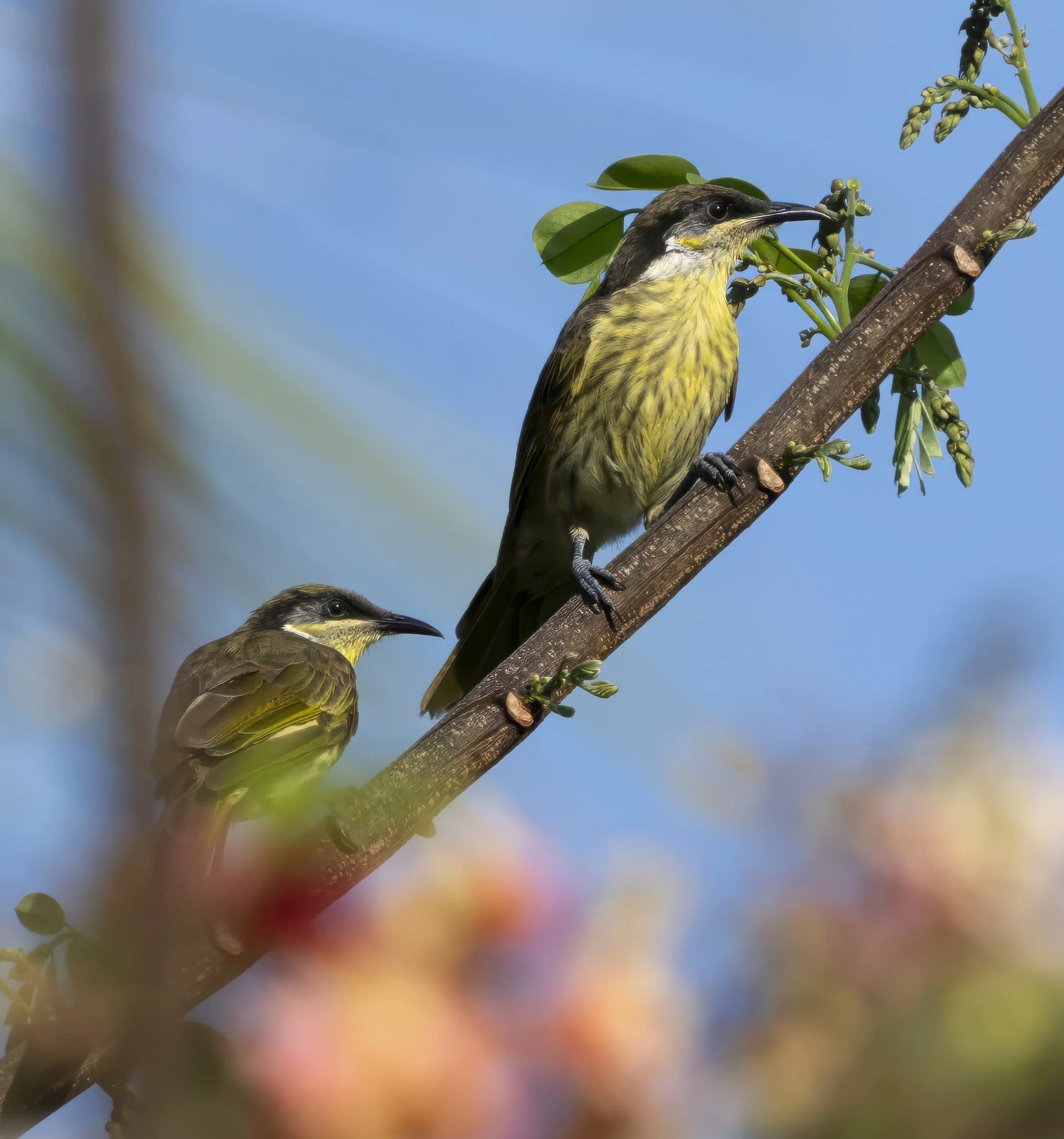 Varied Honeyeater
