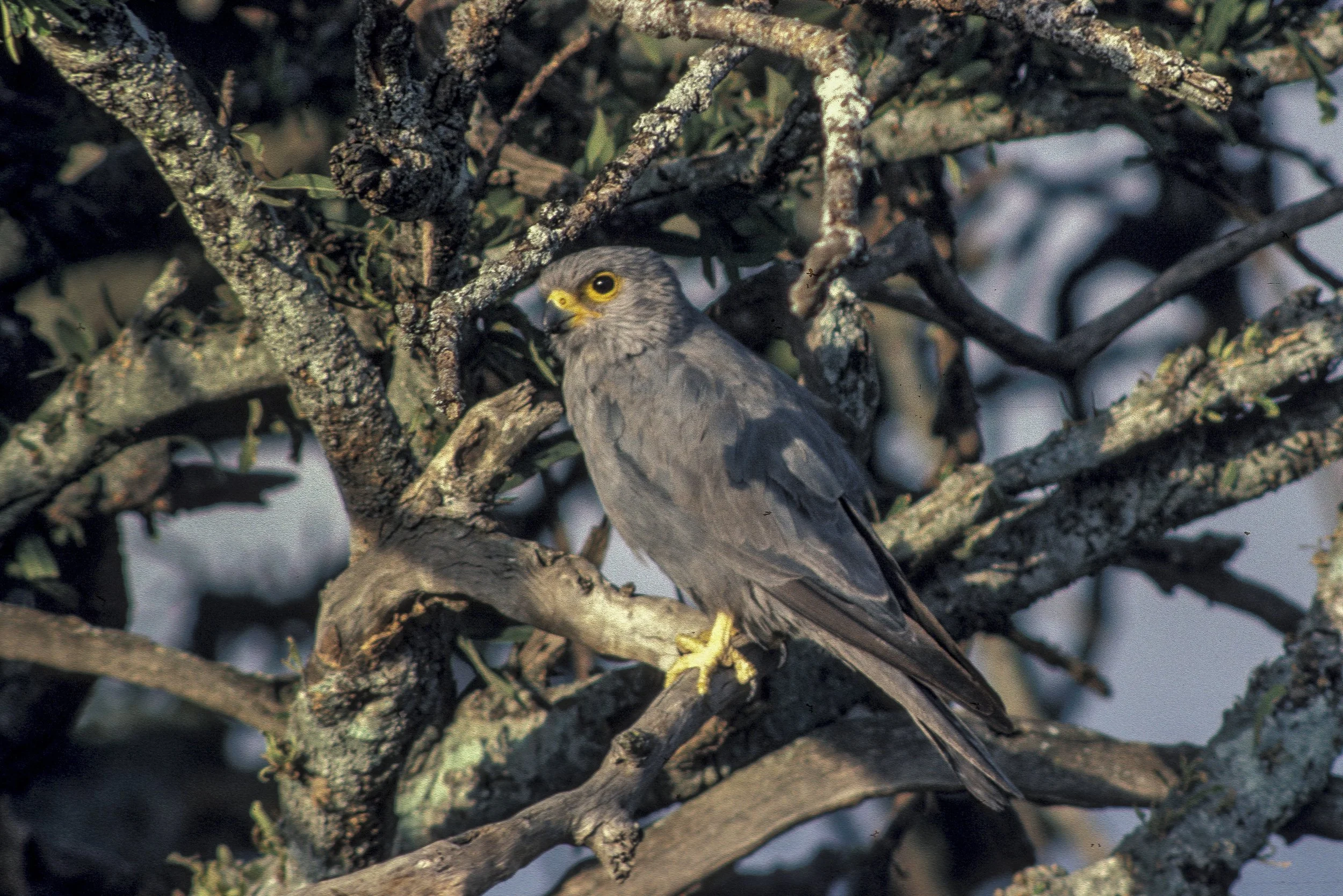 Grey Kestrel