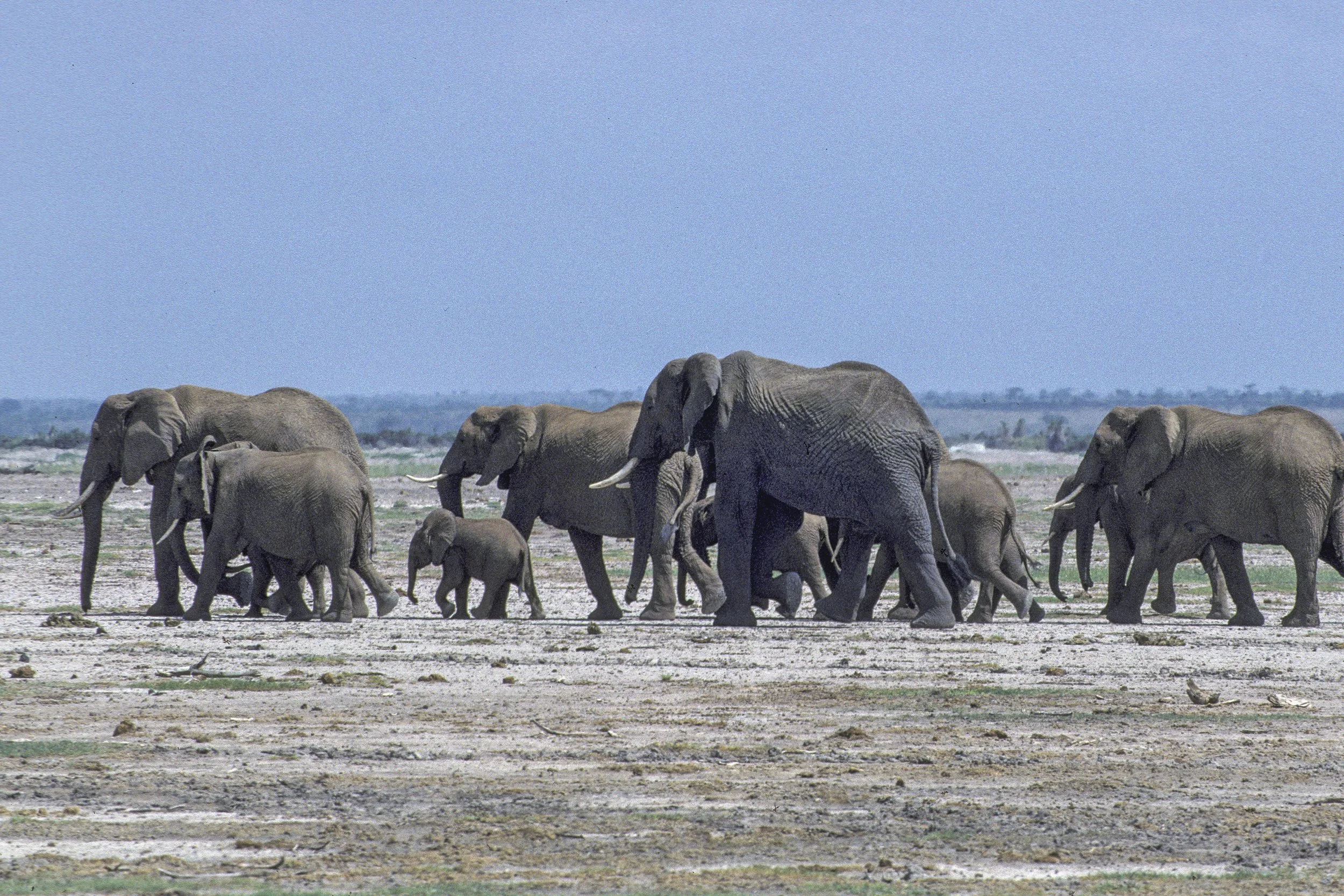 Elephant