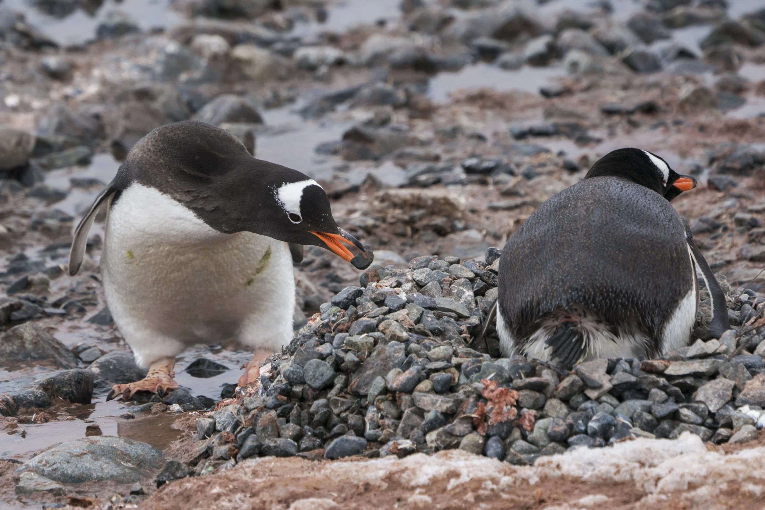 Gentoo Penguin