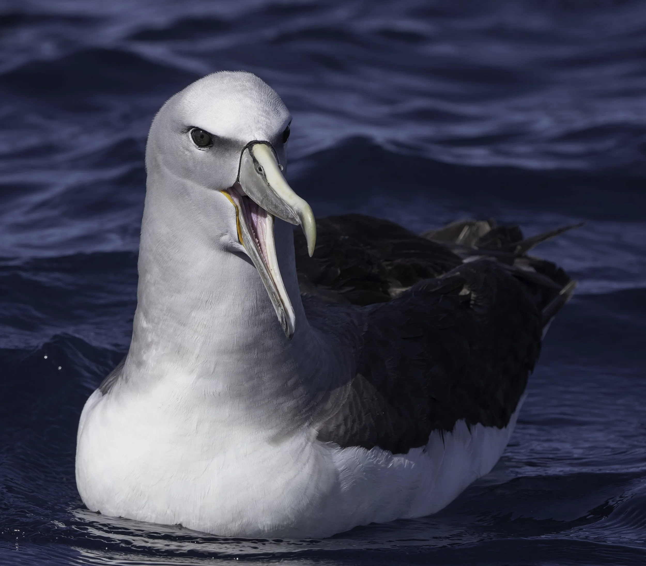 Salvin's Albatross
