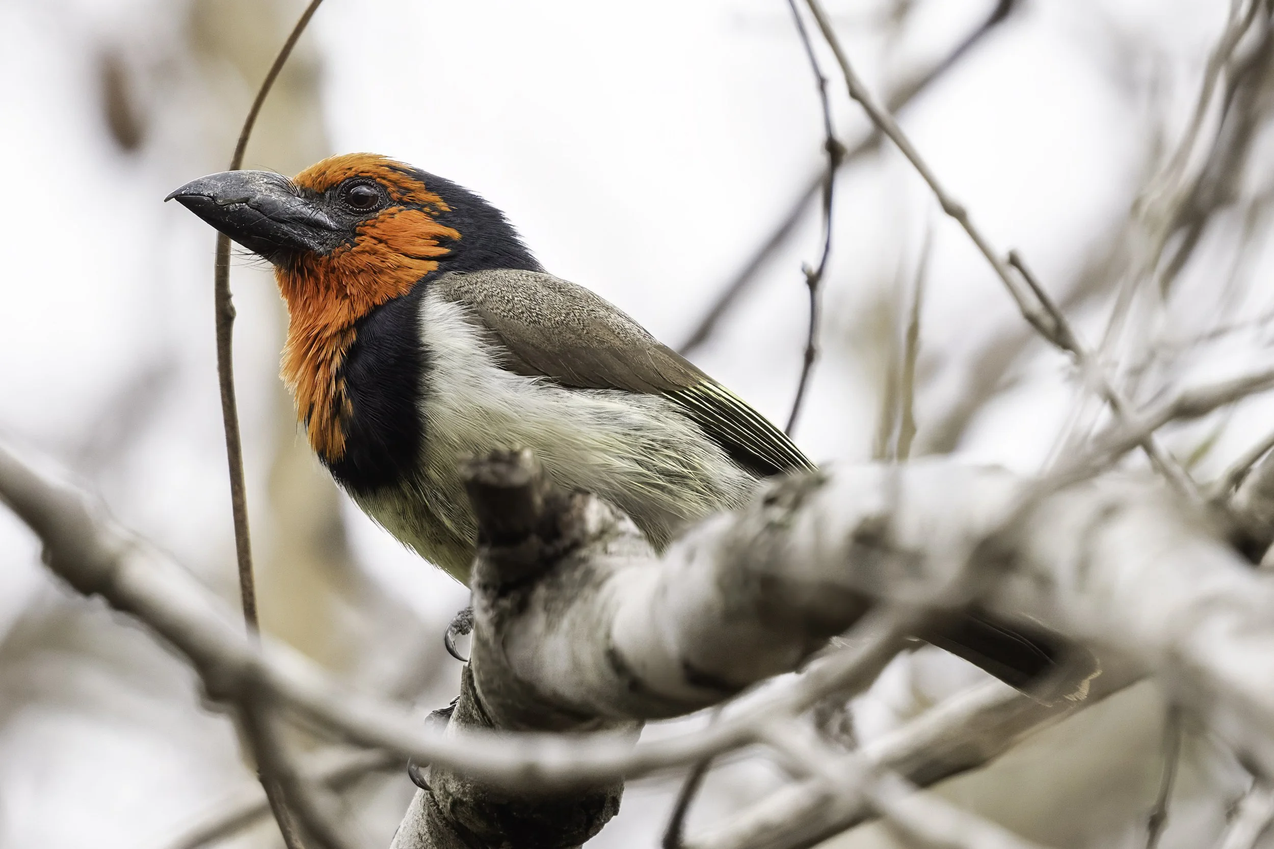 Black Collared Barbet