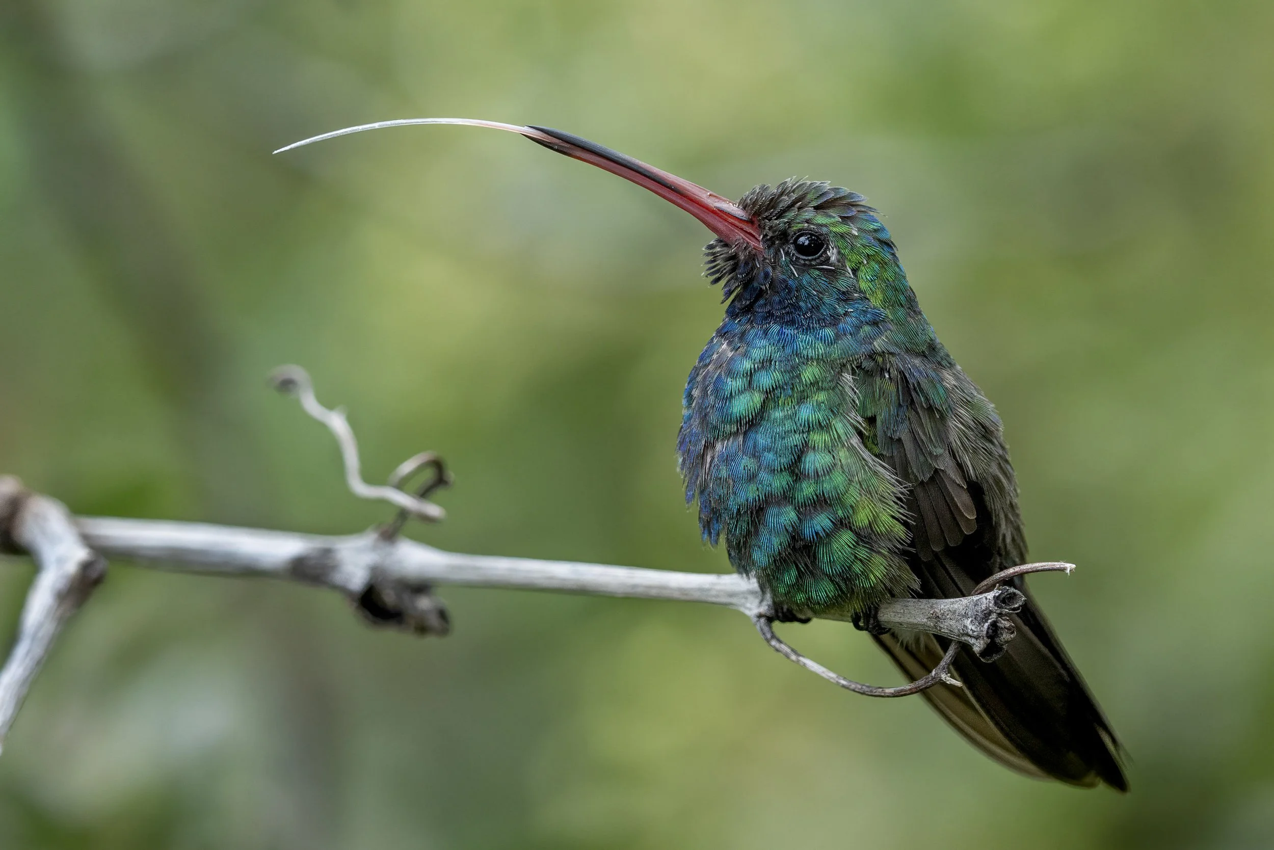Broad Billed Hummingbird