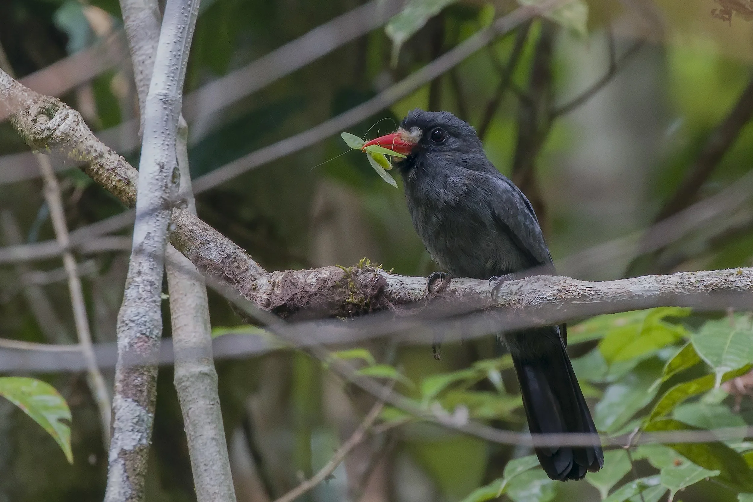 White Fronted Nunbird