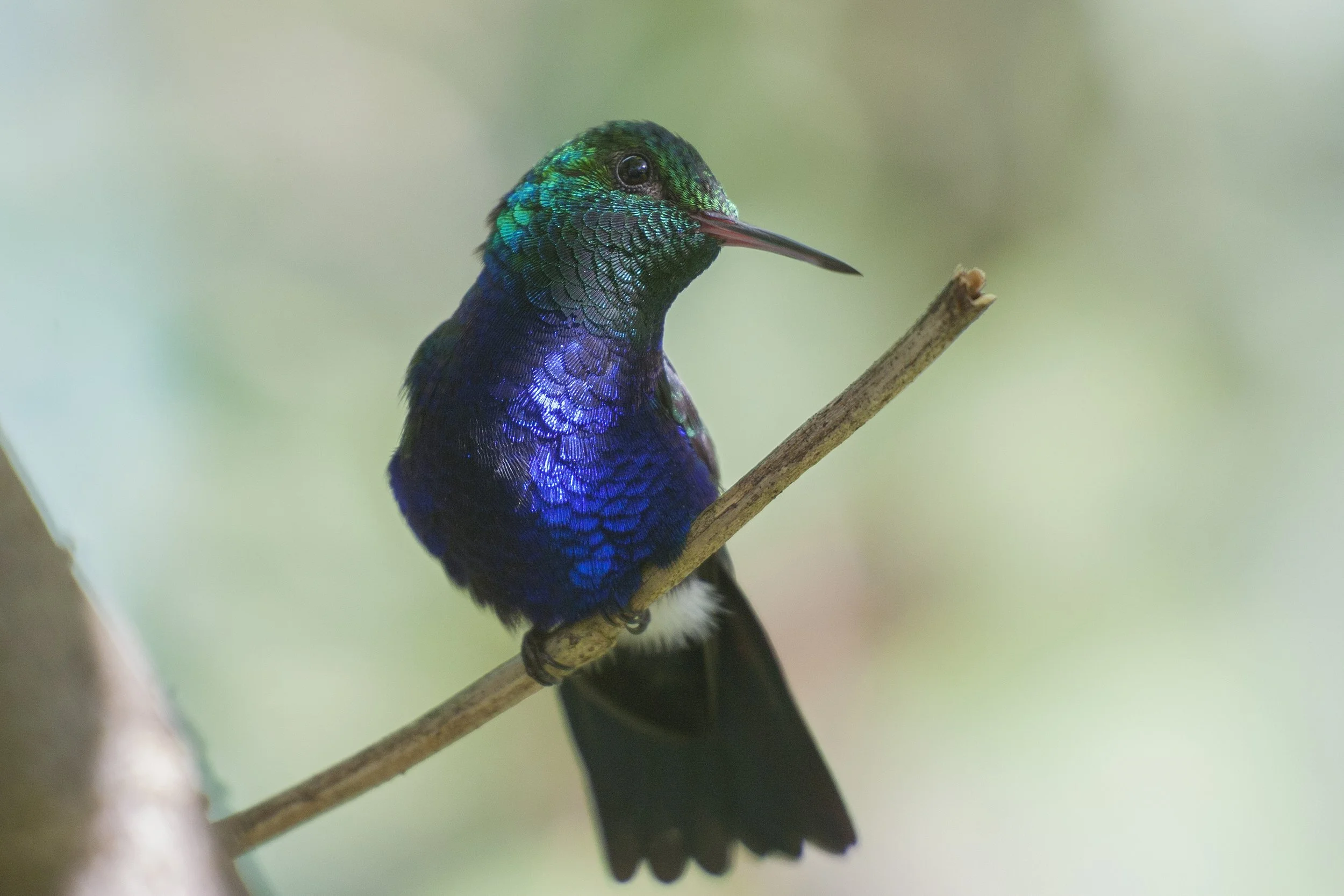Violet Bellied Hummingbird
