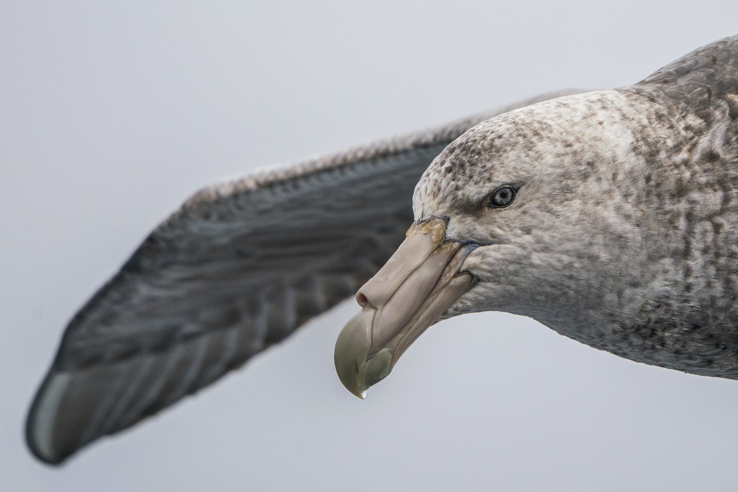 Southern Giant Petrel