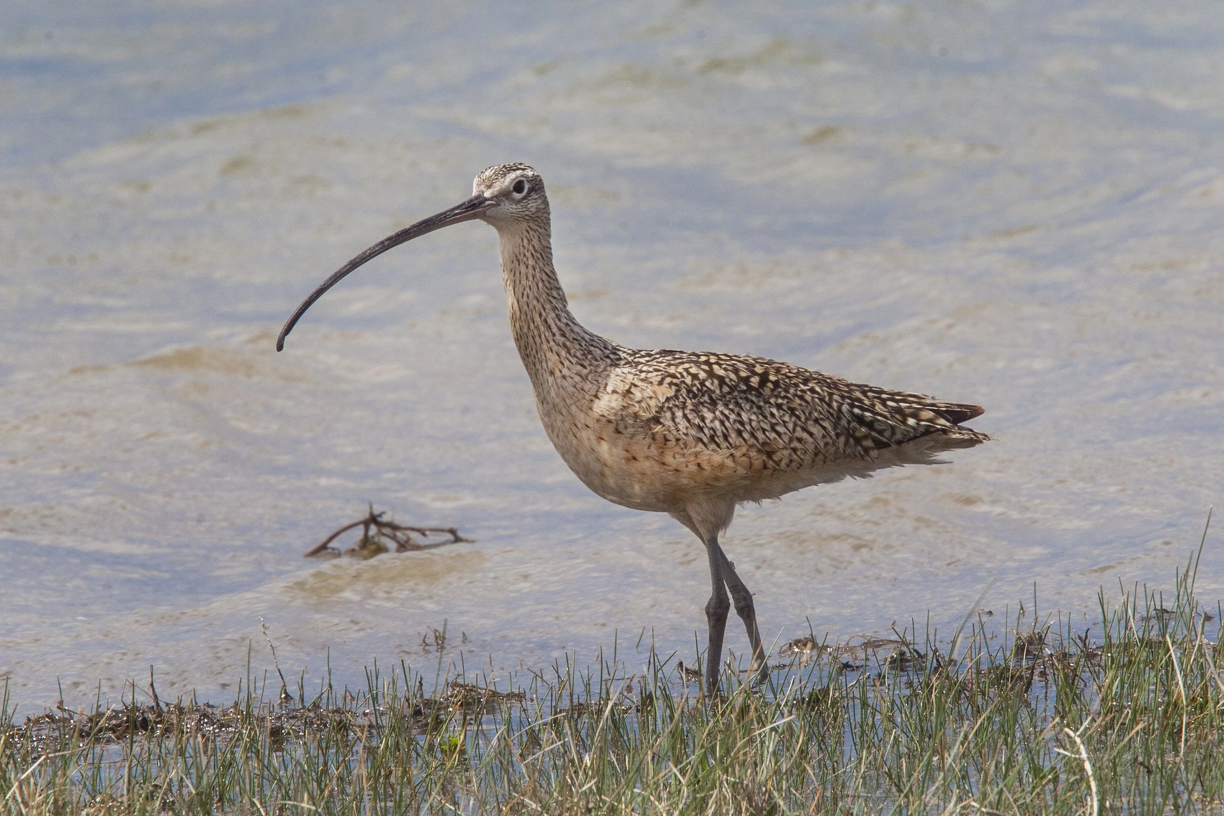 Long-billed Curlew