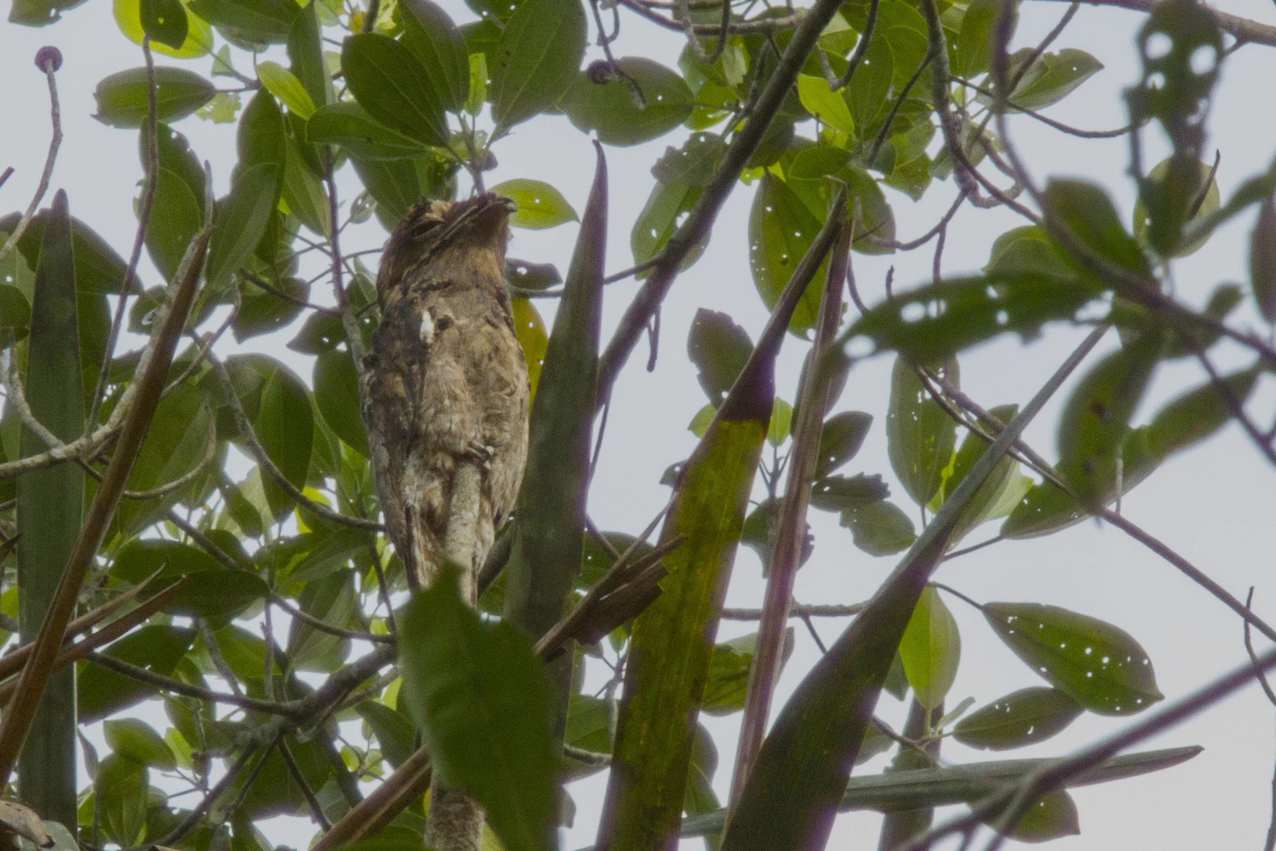 Common Potoo