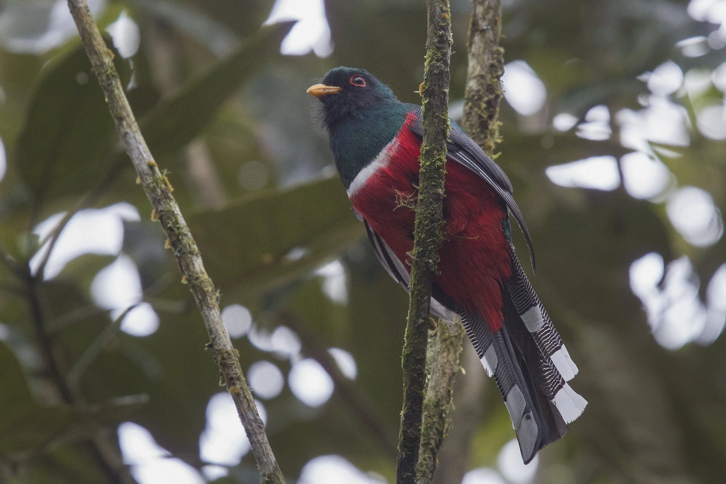Masked Trogon