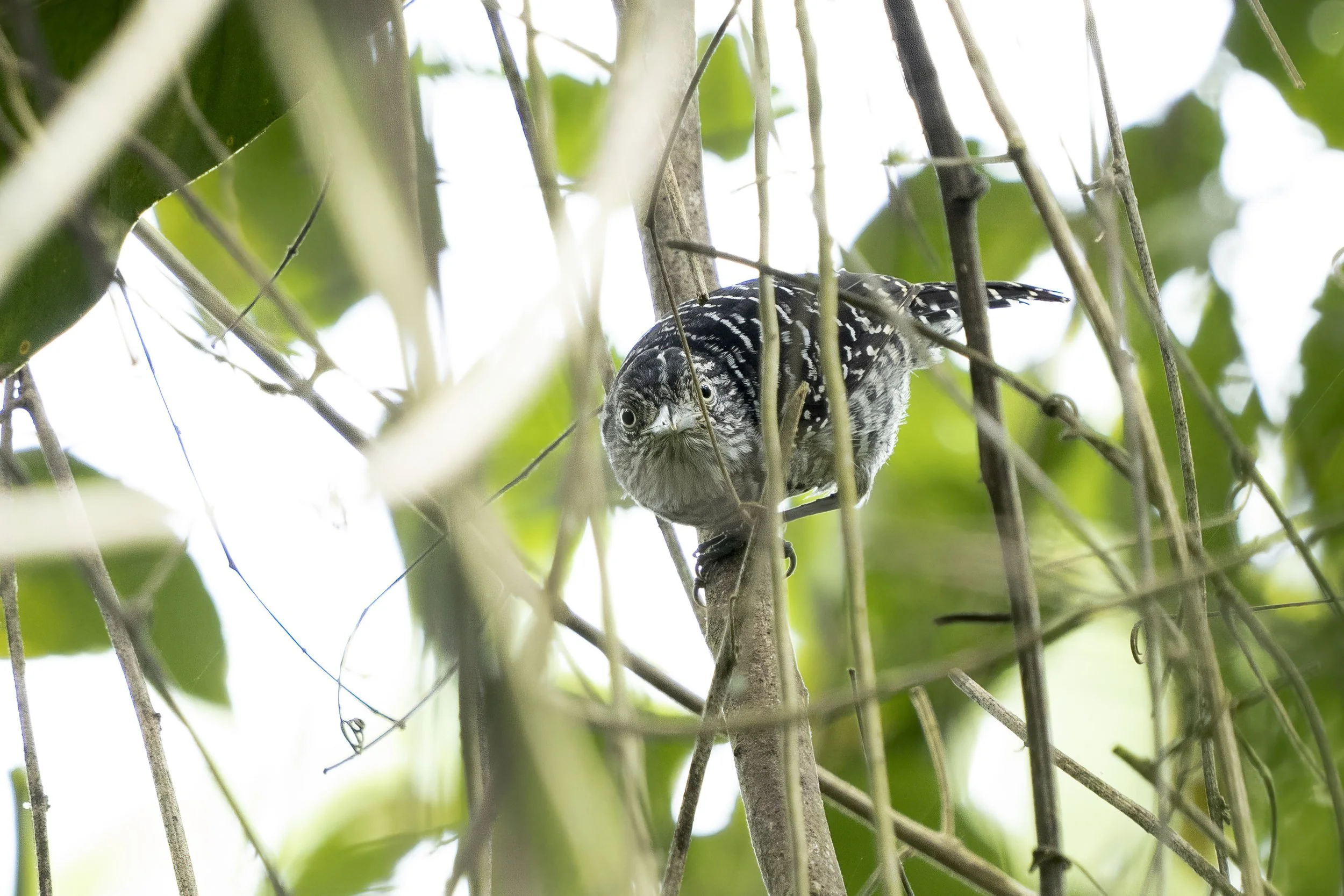 Barred Antshrike