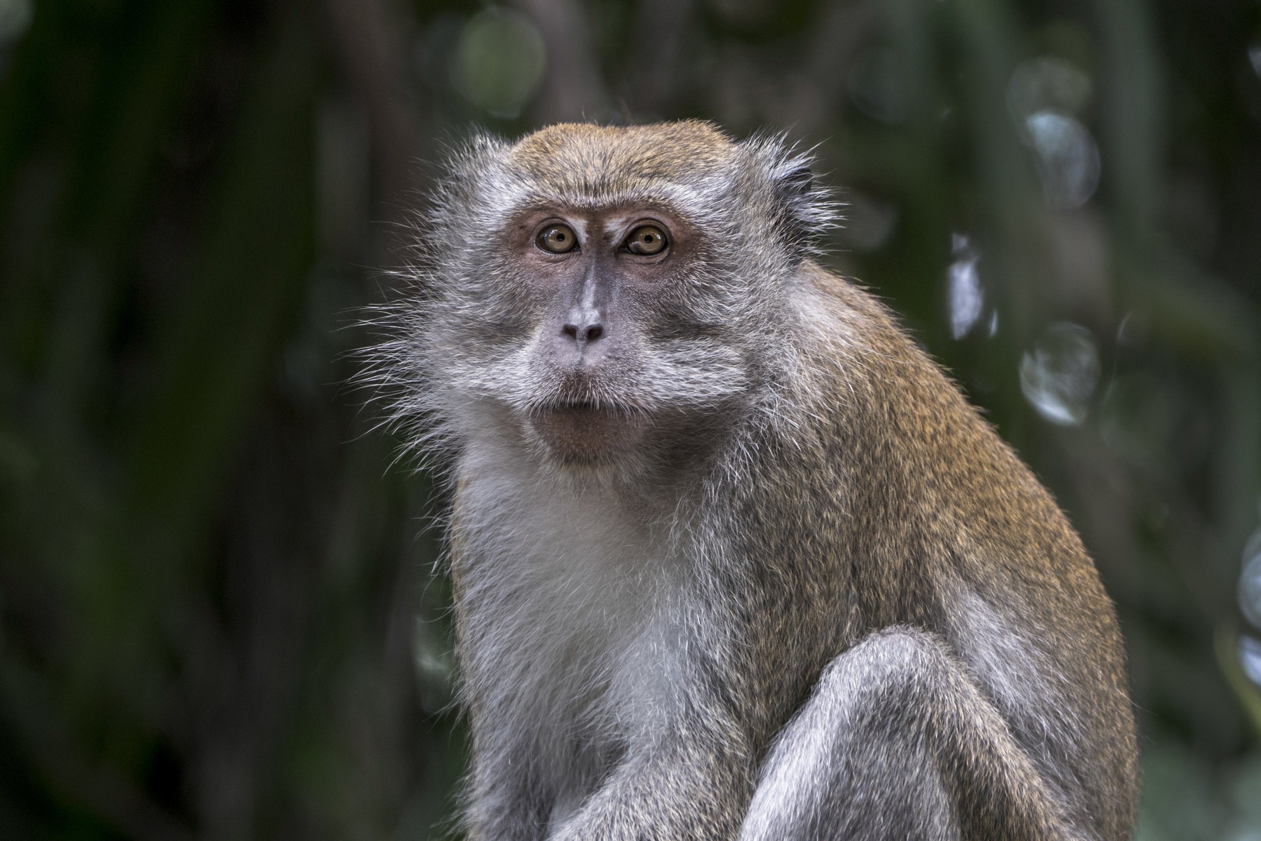 Long Tailed Macaque