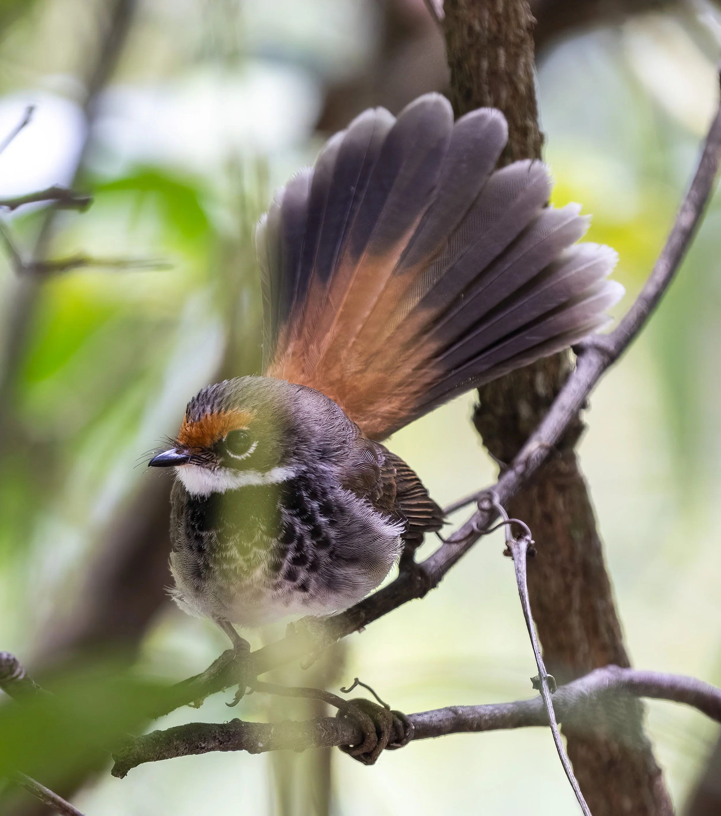 Rufous Fantail