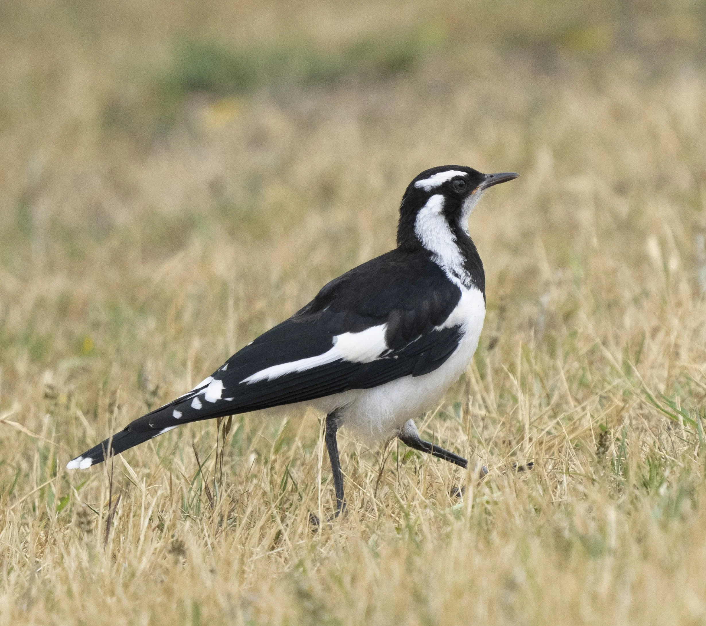 Magpie Lark