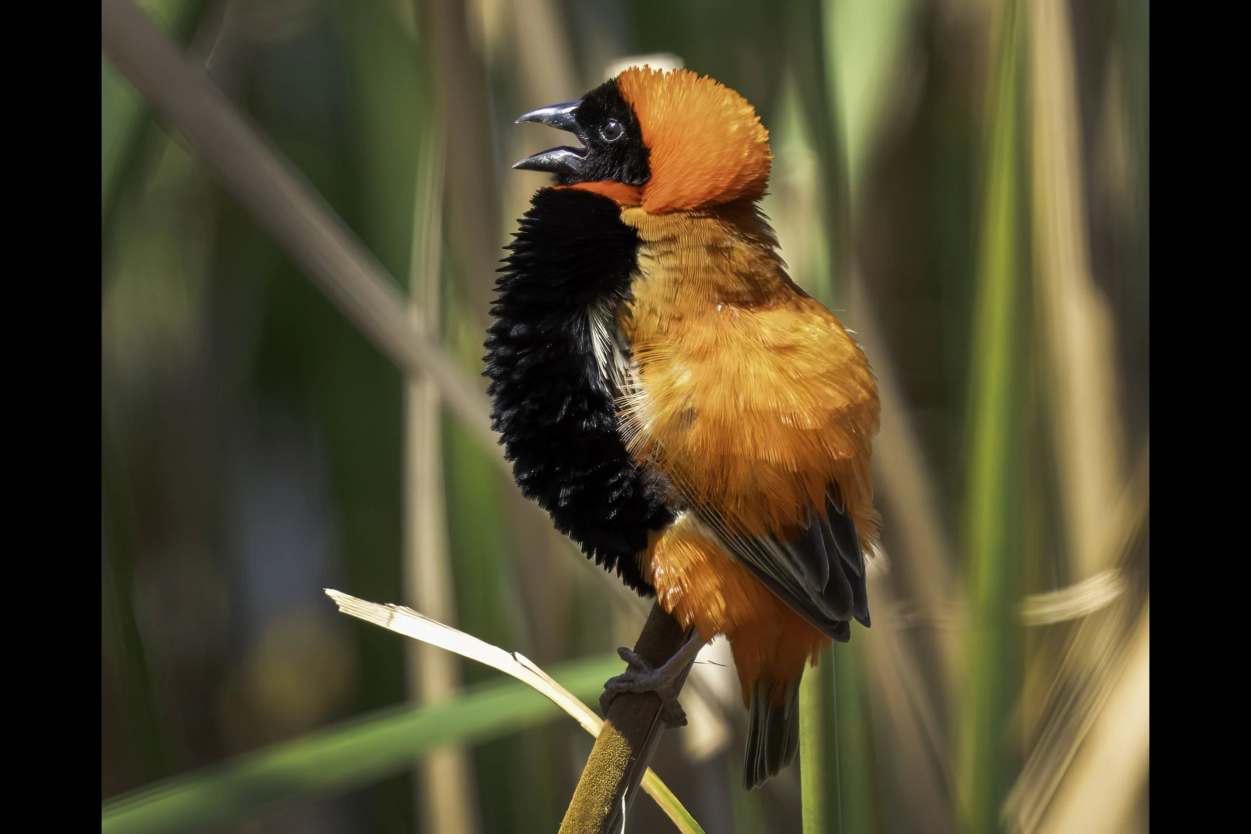 Southern Red Bishop