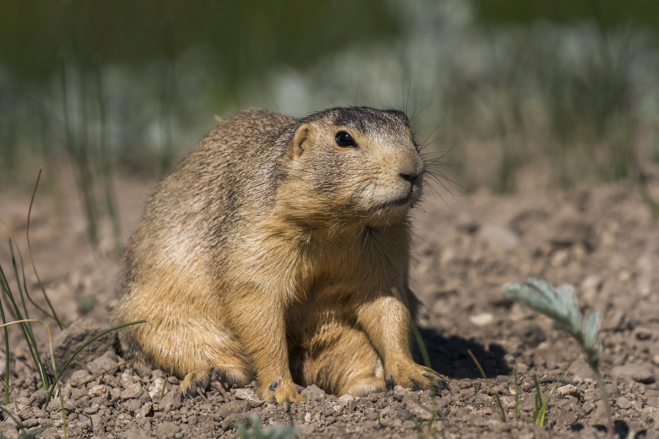 Gunnison's Prairie Dog, NM
