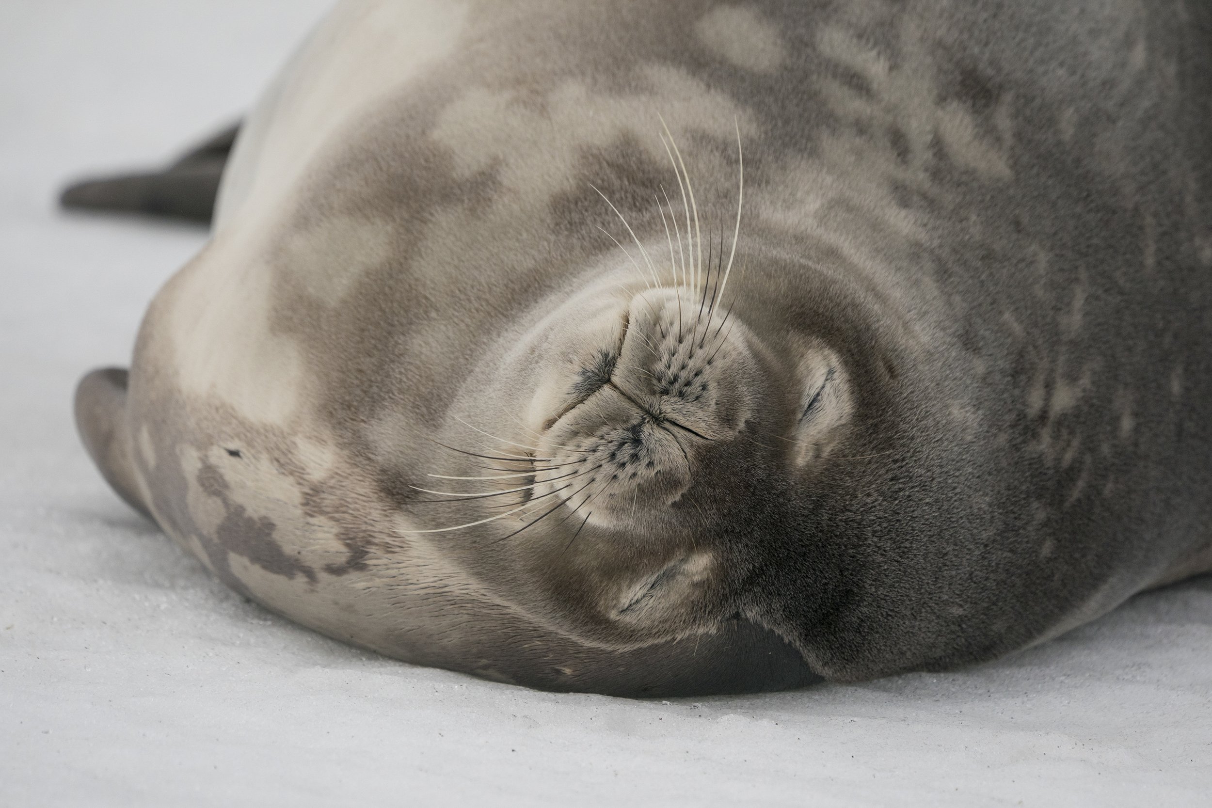 Weddell Seal