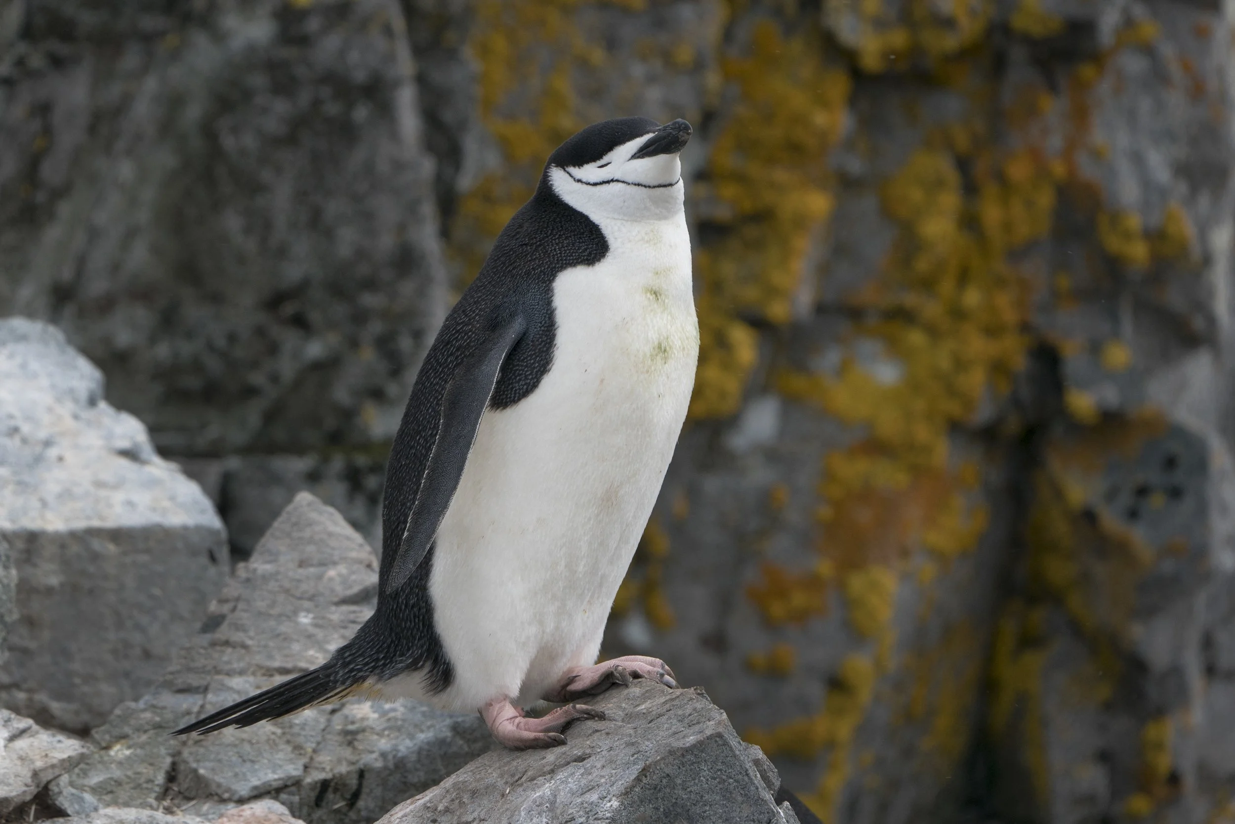 Chinstrap Penguin