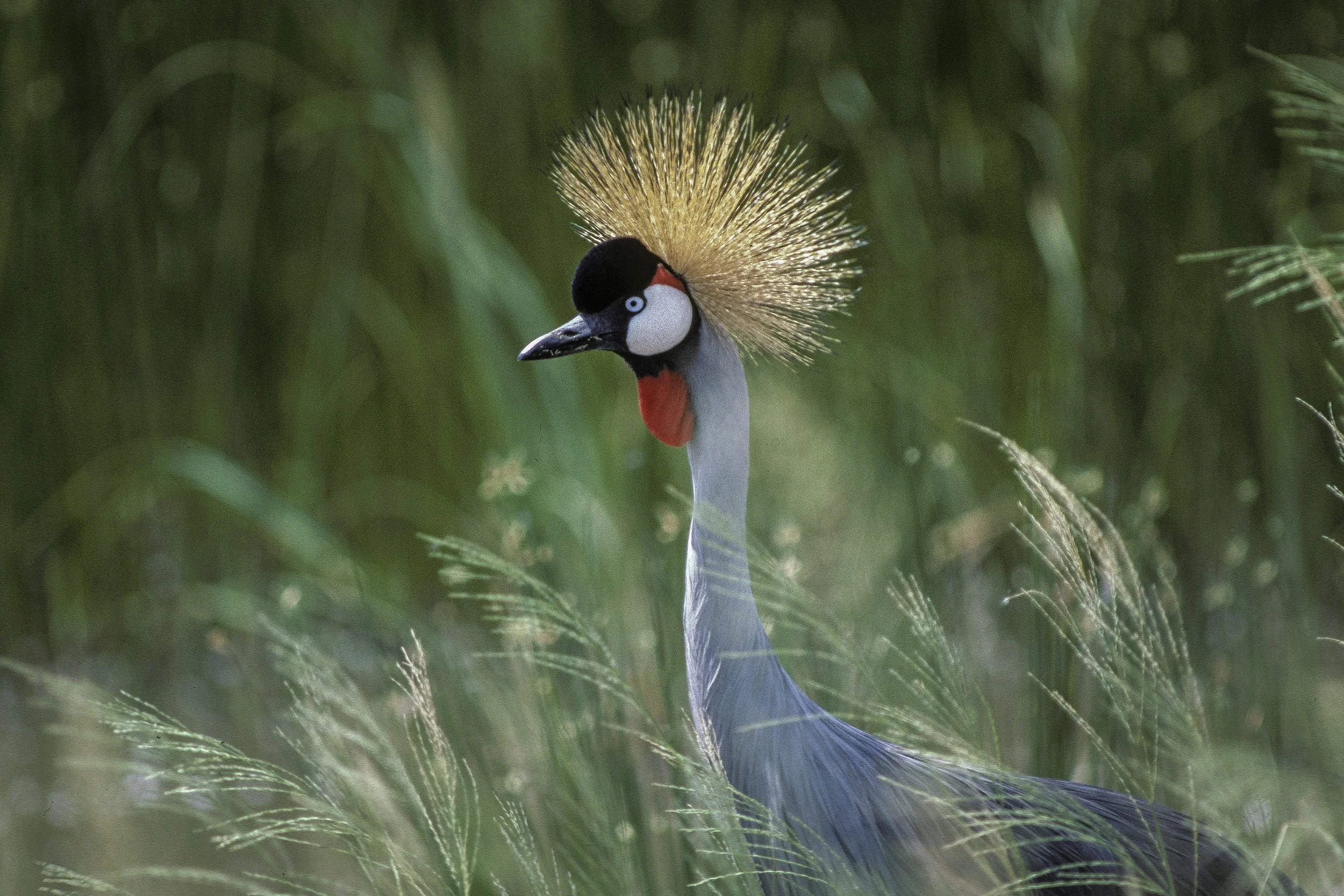 Grey Crowned Crane